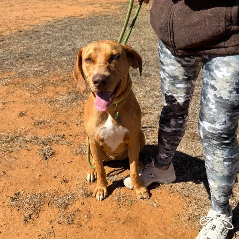 COURTESY POST
Fredericksburg, TX

Bleu is a ~1yr old spayed female catahoula that was found as a stray. She is high energy, confident, and super friendly with new people. Bleu does not have quite the toy drive we look for in potential search candidat