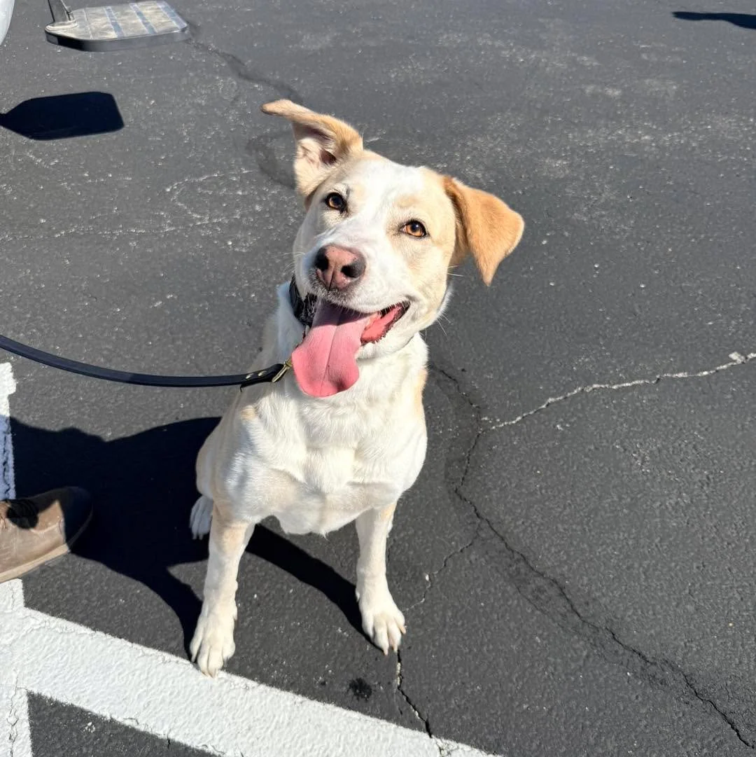 It&rsquo;s time to guess that breed mix! Journey&rsquo;s DNA swab was sent to Embark Vet for analysis and her results are in. What do you think Journey&rsquo;s breed mix is?