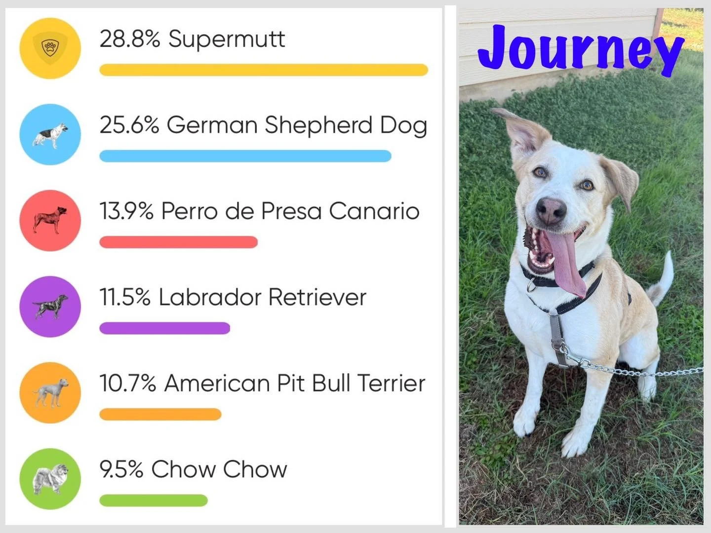 Here are the results! How close were you to guessing Journey&rsquo;s breed mix?