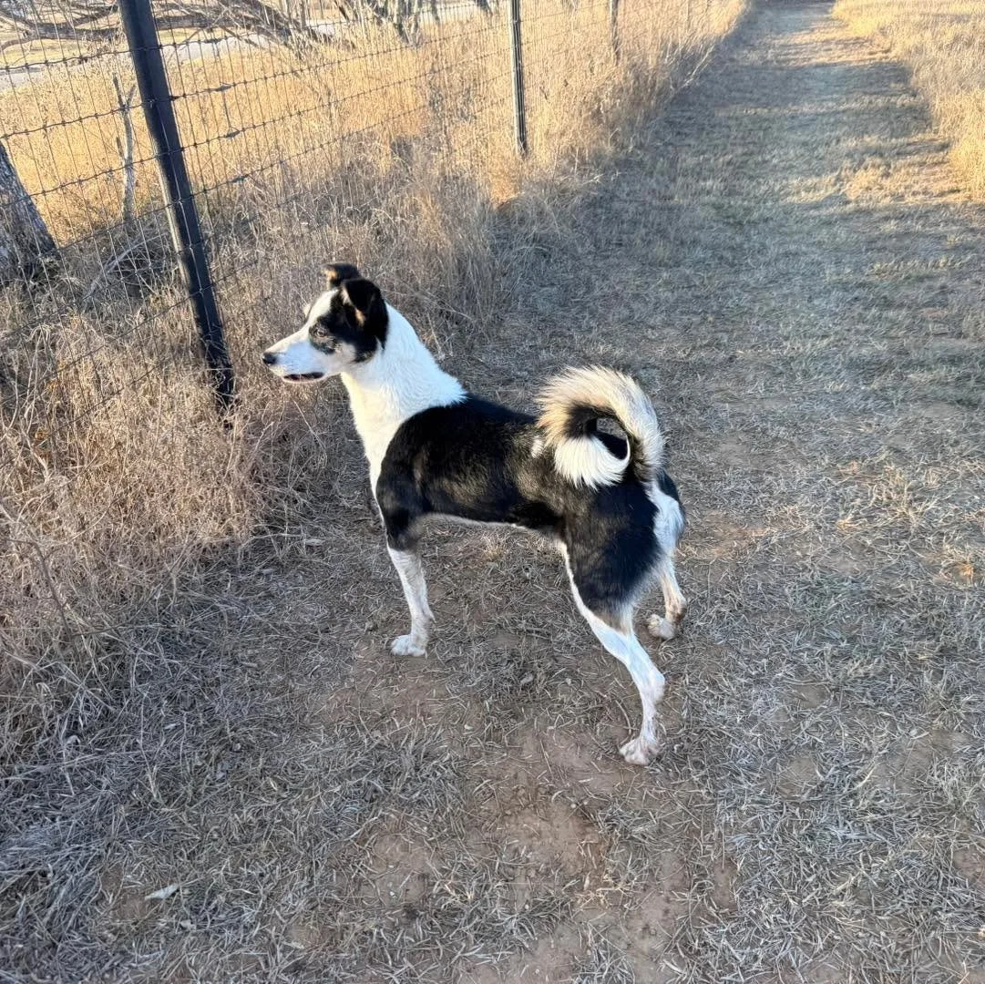 Pixel and Journey enjoying the warm weather we are having this February in Texas. 

Pixel is still looking for a home of his own.

Journey is under evaluation for working placement.