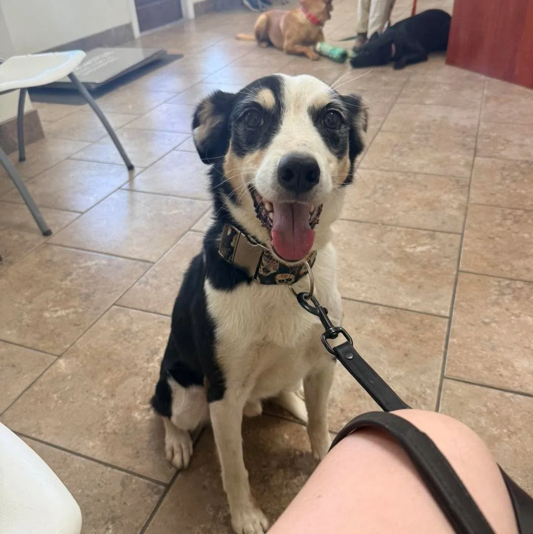 Thank you to the staff at Somerset Animal Clinic for taking such great care of our pups. Pixel got all the cheese wiz while he had his annual visit.

Pixel is still looking for a home of his own! He would love to snuggle with you on the couch while y