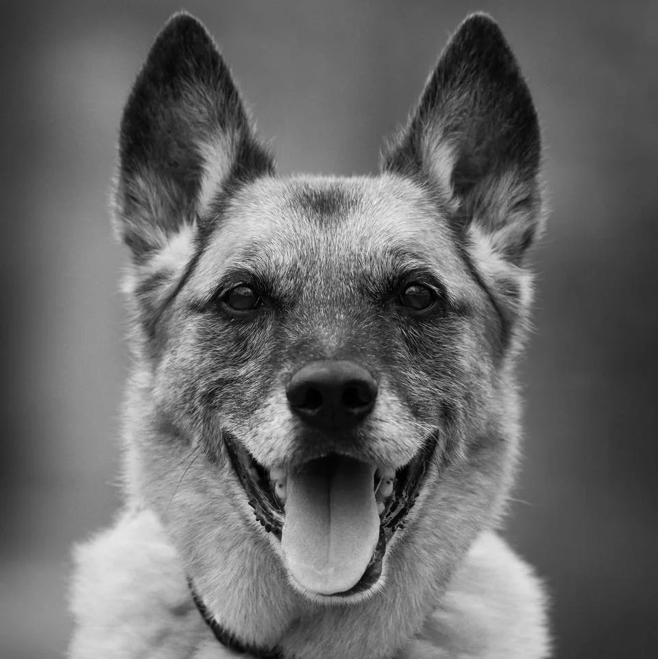 We are heartbroken to share the passing of K9 Kimber. Kimber served as a valued member of Category 5 K9 and Texas A&amp;M Task Force 1&rsquo;s search teams. Throughout his career, he and his handler, LaNell, responded to hurricanes, tornadoes, and fl