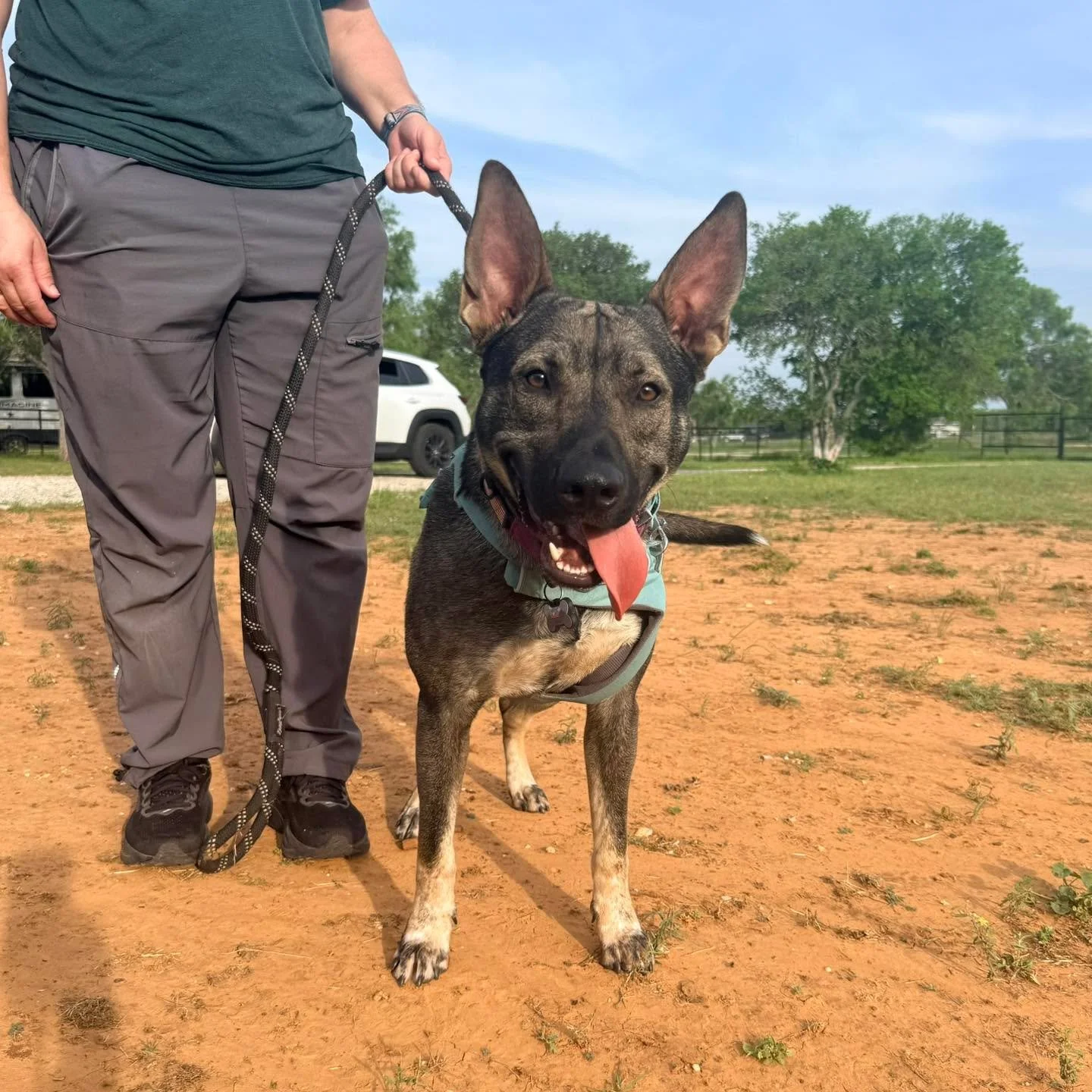 COURTESY POST
Diggy Hill Rescue, San Antonio, TX

We evaluated this handsome boy Atlas. He unfortunately does not have any toy drive when in a new location with enticing smells and not a fit for our program. However he&rsquo;s extremely food motivate