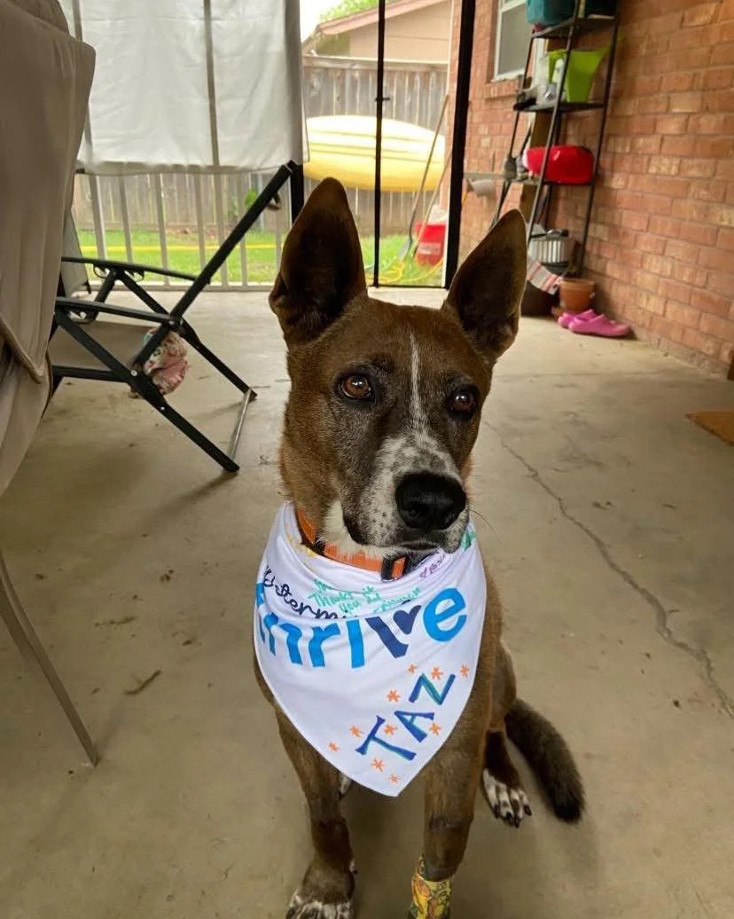 Taz had his last chemo session today and got to ring the bell! Doc said he&rsquo;s cancer free. Huge thank you to everyone who donated and helped support K9 Taz&rsquo;s treatment and recovery!