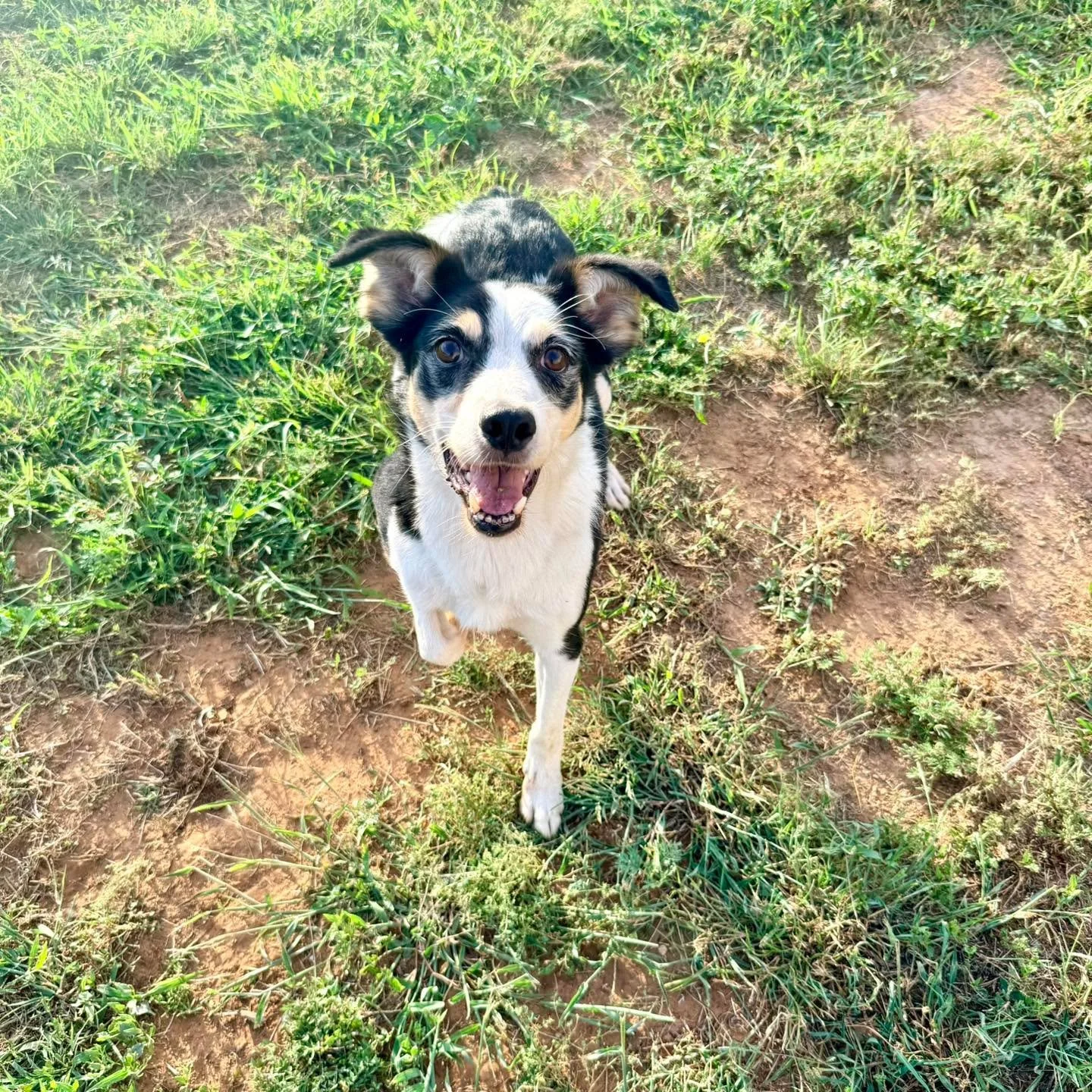 Pixel was medically washed out of our Shelter to Search Program a year ago. He has been looking for a home of his own ever since and has not had a single inquiry or show of interest. Pixel is a 30lb 3-4yr old neutered border collie mix with all the d
