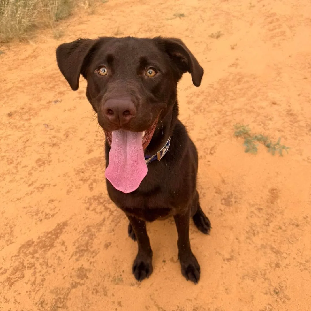 Bruno is officially available for adoption. He is a 2yr old neutered chocolate labrador. We spent the last month doing a lot of travel and testing with Mr. Bruno and have concluded that he would excel in a sport or active pet home. Bruno has medium t
