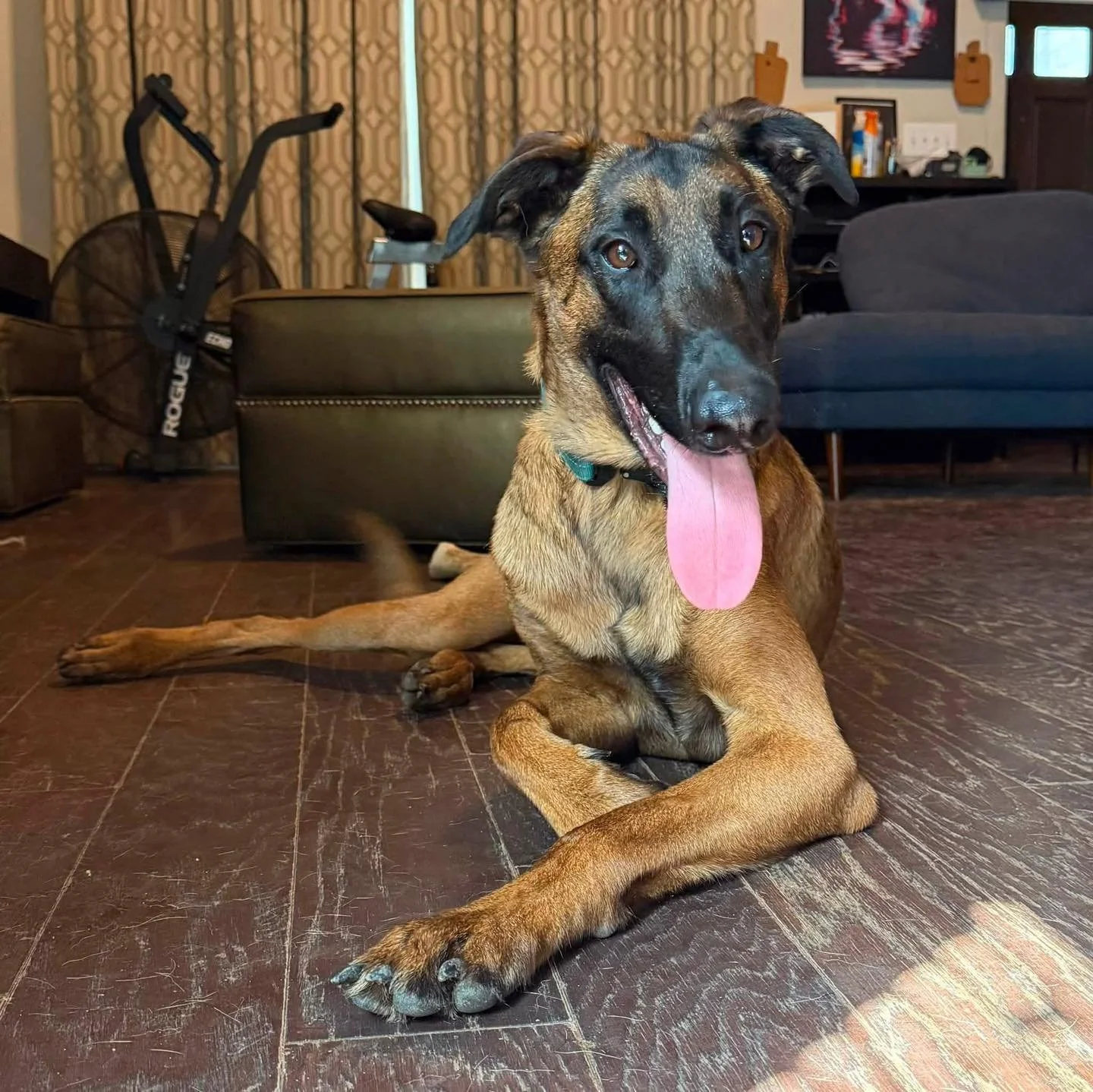 COURTESY POST
New Braunfels, TX - Private Rehome

Bear is a 1yr old Malinois/Doberman mix that is looking for a new home. His owner reports he is high energy, loyal, obedient, and generally good with other dogs (he will resource guard his toys from o