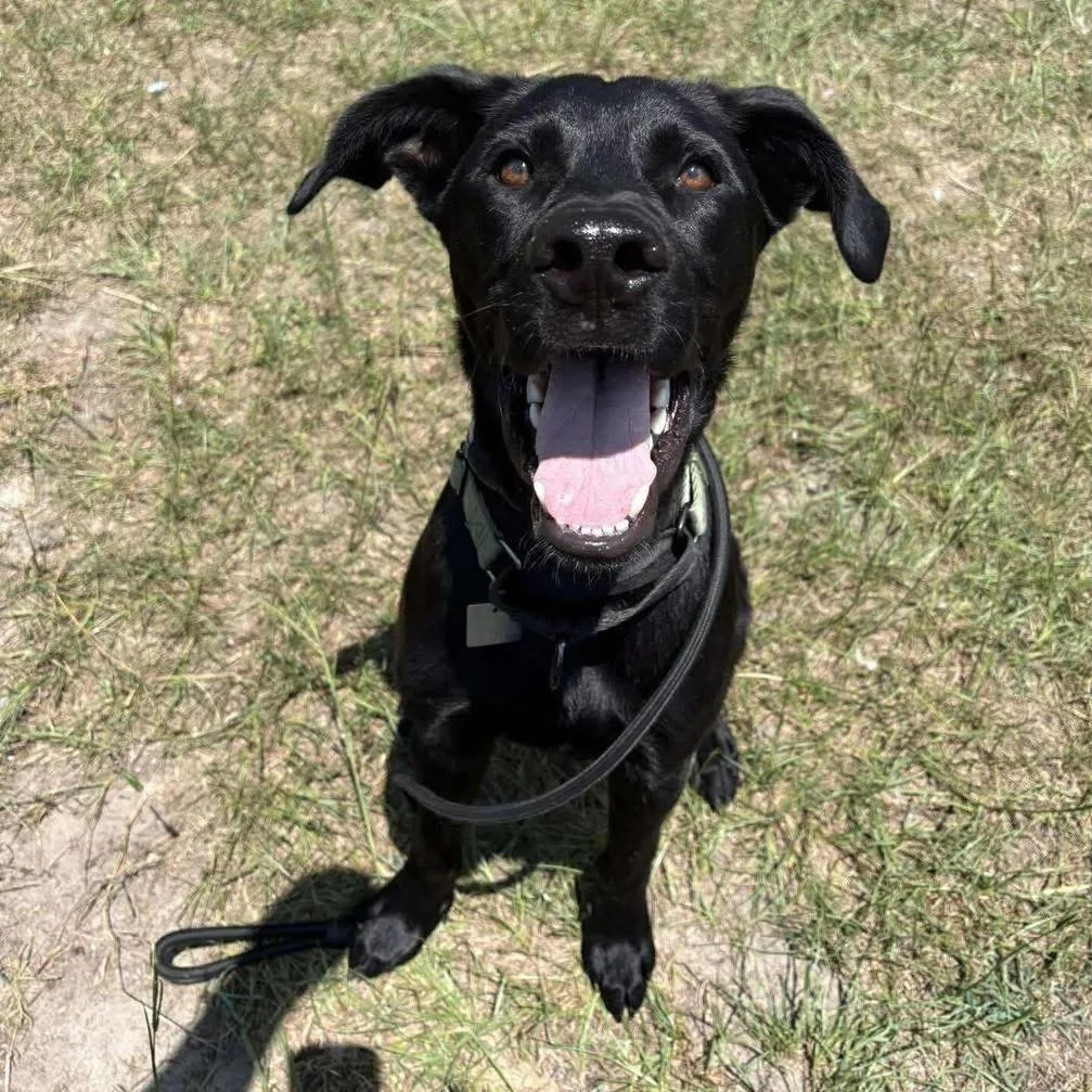 COURTESY POST
Charleston, SC - journey_home_rescue_alliance

Goose is a 10 month old high drive lab mix that is looking for a home of his own. This handsome boy is friendly, confident in new locations, and very toy motivated. He has been evaluated by
