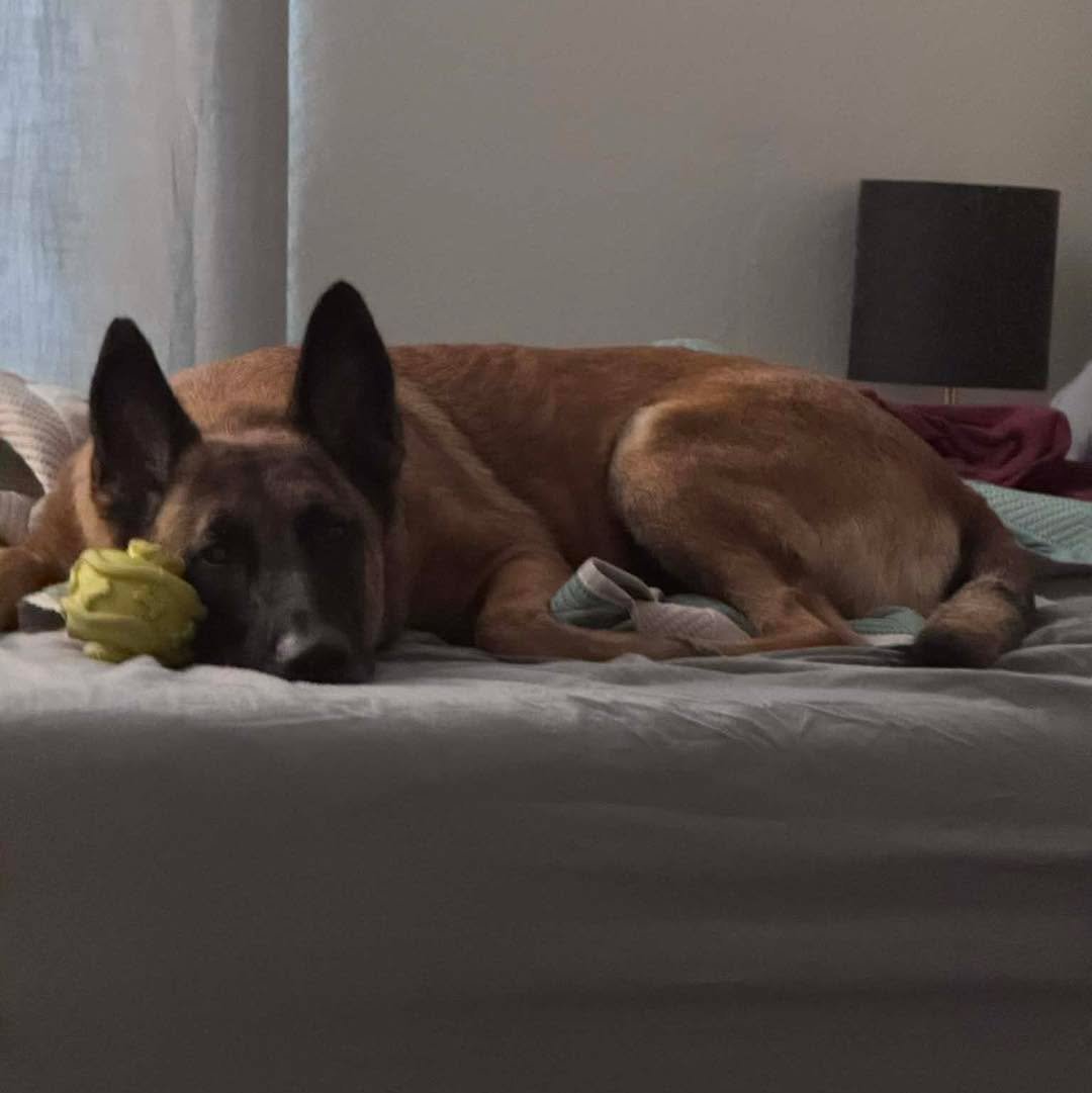Adorable washout Zoey is living her best most spoiled life! 

#petcolovepartner #rescuedogsrock