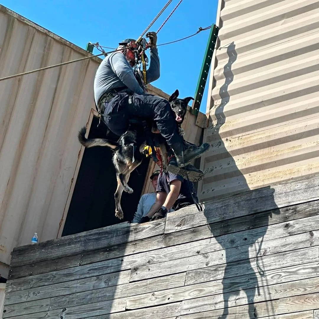 Shelter to Search K9&rsquo;s Olive and Rocky attended the Canine Search Specialist Course with their handlers this weekend. They both participated in a lot of new training activities including lifting into a building. Both teams did great and learned