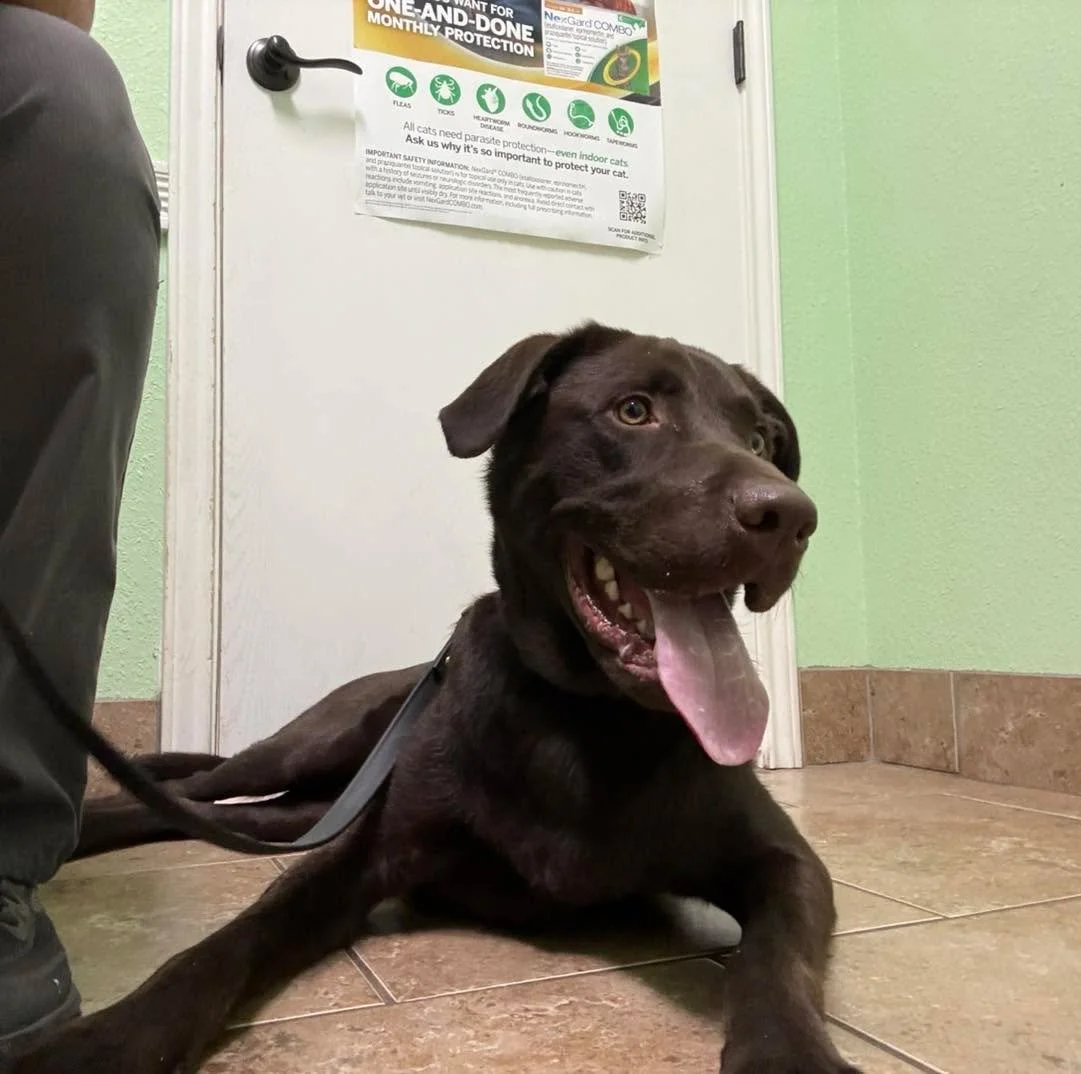 Thank you to the amazing team at Somerset Animal Clinic for always taking such great care of our pups. Mr. Bruno got to stop by for an annual wellness check up and appreciated all the treats from his visit!