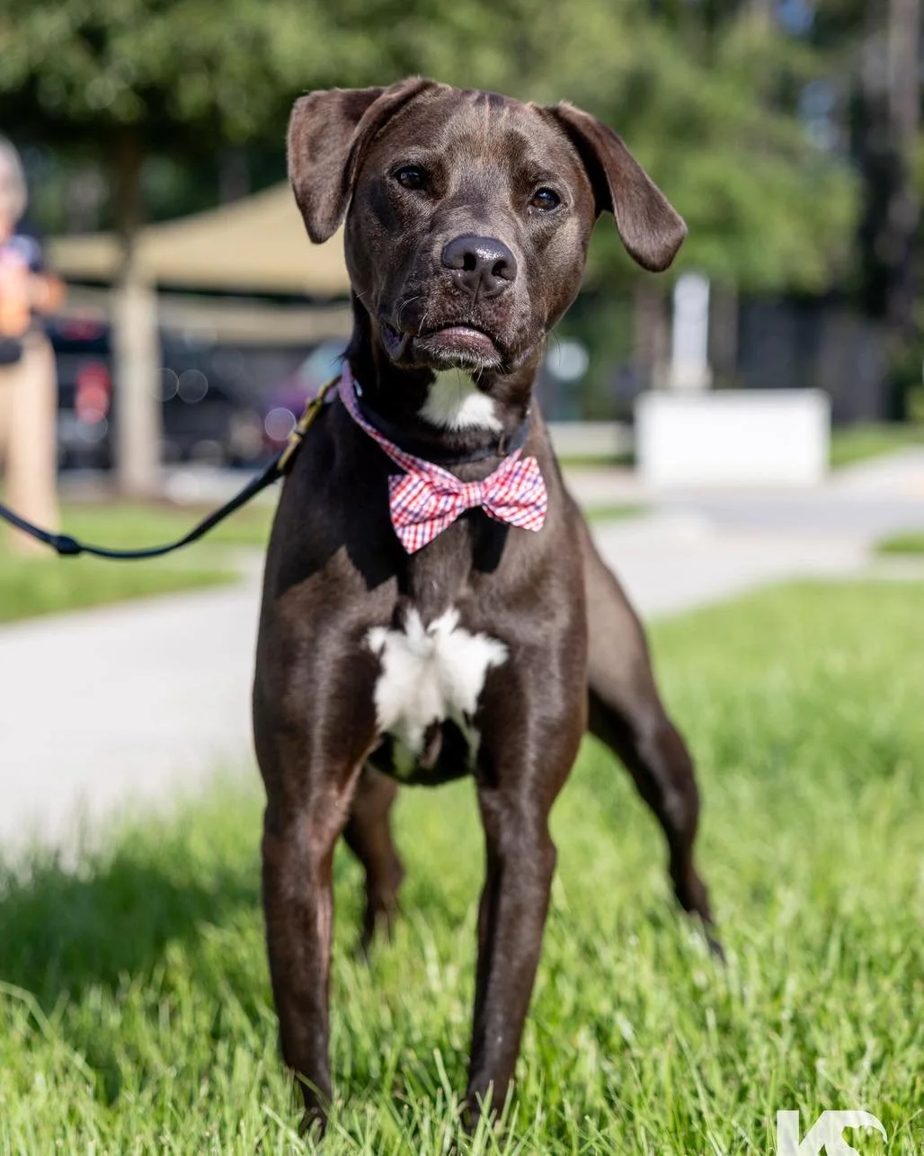 COURTESY POST
Jacksonville, FL 
K9s For Warriors Career Change Dog

Otter is a 1.5yr old lab mix that was originally pulled by K9s for Warriors as a service dog candidate but it was determined that&rsquo;s not quite the right fit for him. Otter is so