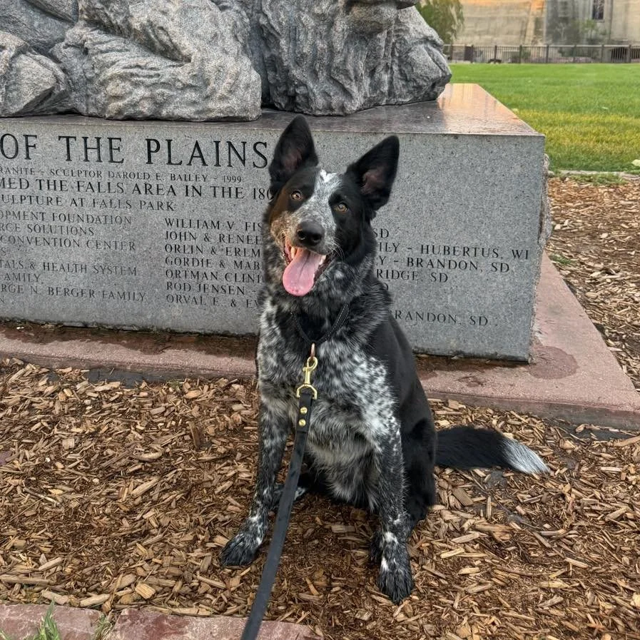 COURTESY POST
Sioux Falls, SD
Almost Home Canine Rescue

Auzzie is a 1.5yr old border collie/heeler mix available for adoption through Almost Home Canine Rescue. One of our team traveled to SD to evaluate him in person. Auzzie is a high drive, confid