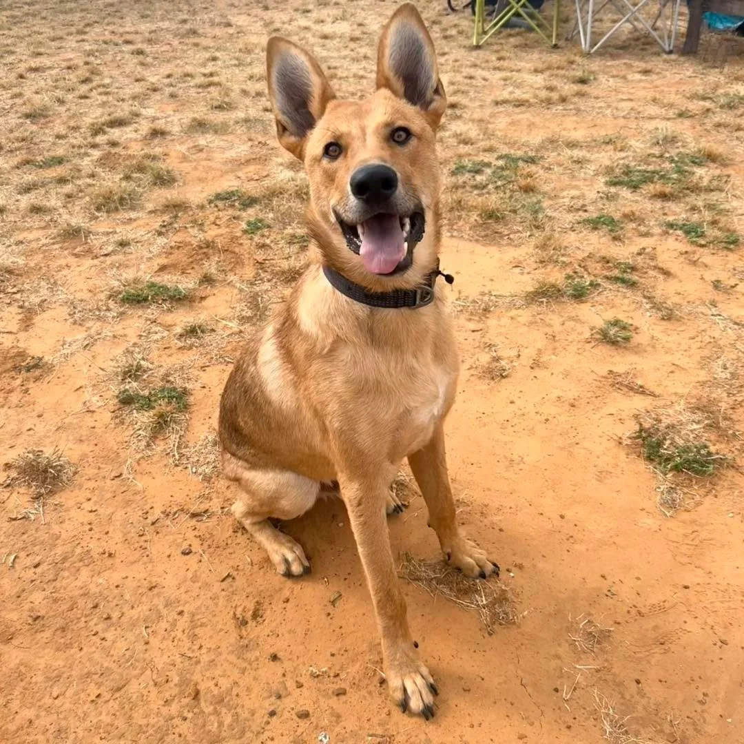 COURTESY POST
New Braunfels, TX - Private Rehome

We screened Sir this week. He&rsquo;s a 13 month old neutered shepherd mix that is confident and friendly. Sir did not have enough toy drive for detection work but was very food motivated. He is toler
