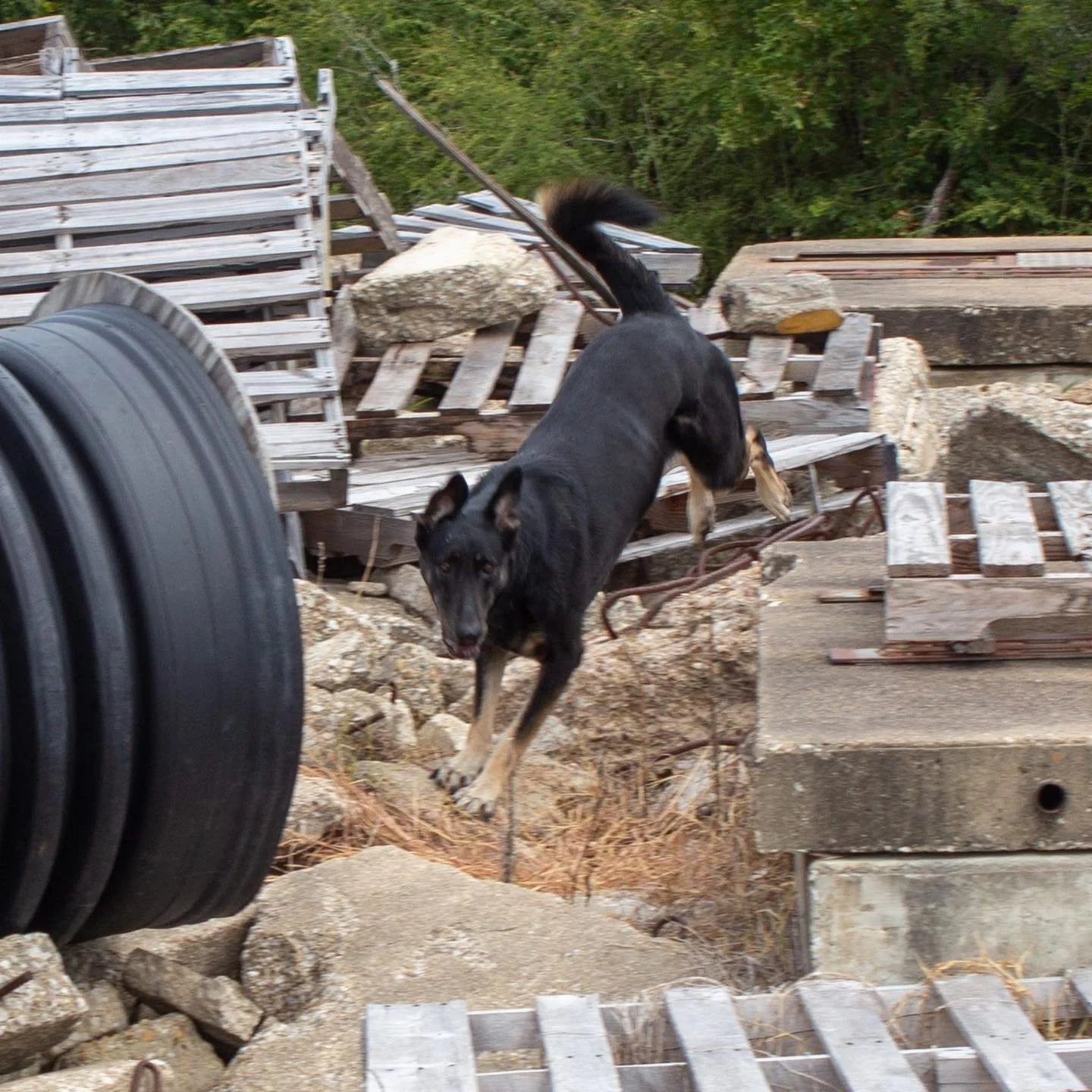 Even with temperatures reaching over 100 this weekend the CAT5 alumni on Texas A&amp;M Task Force 1 were training hard. 

Photos include K9s Olive, Jurni, Taz, Pferal, and Alley.

#sheltertosearch #usark9