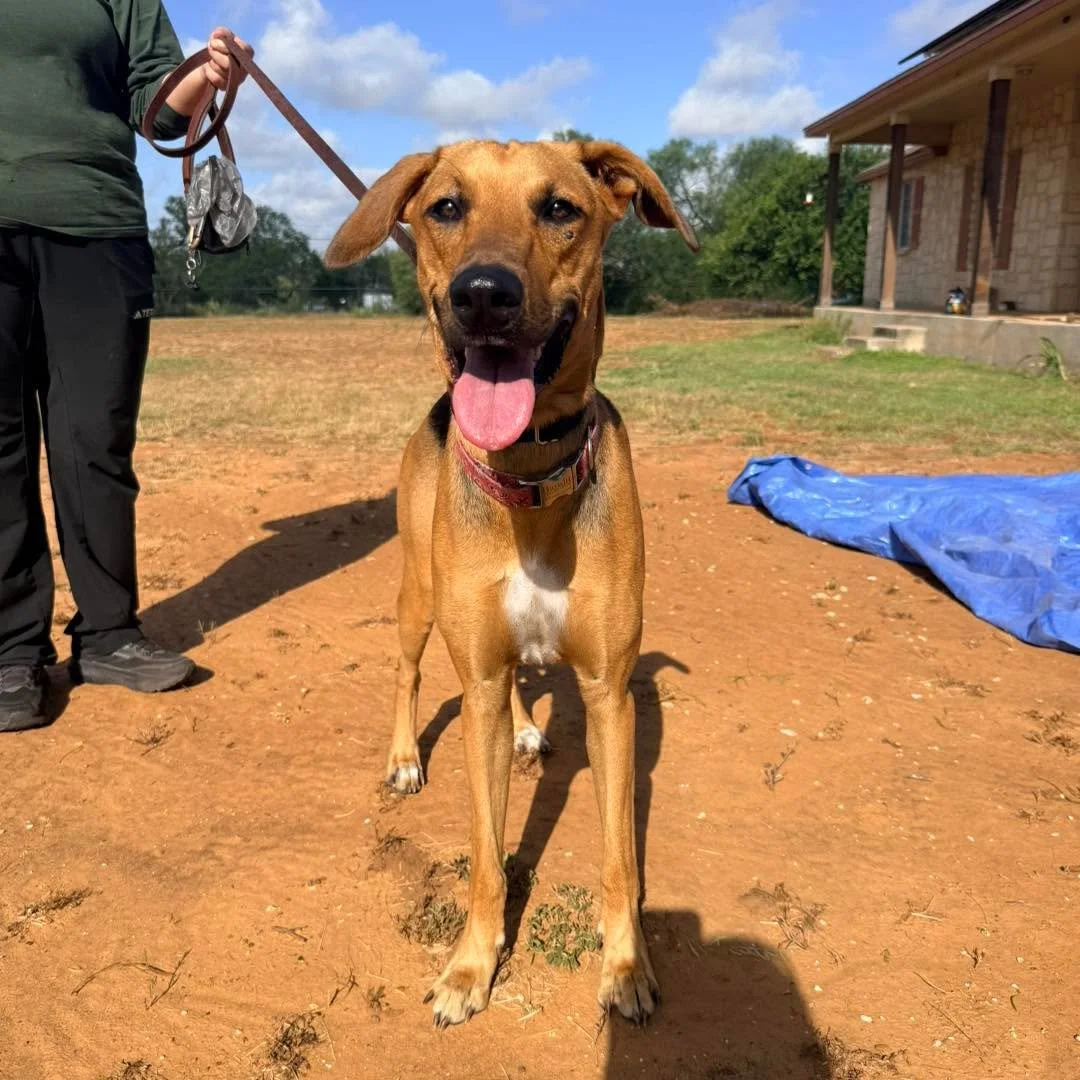 COURTESY POST
Currently available through San Antonio ACS

Luna is a great 10-12 month old mix breed pup that is looking for a home of her own. Her foster brought her by for screening. Luna does not have toy drive necessary for detection work but she