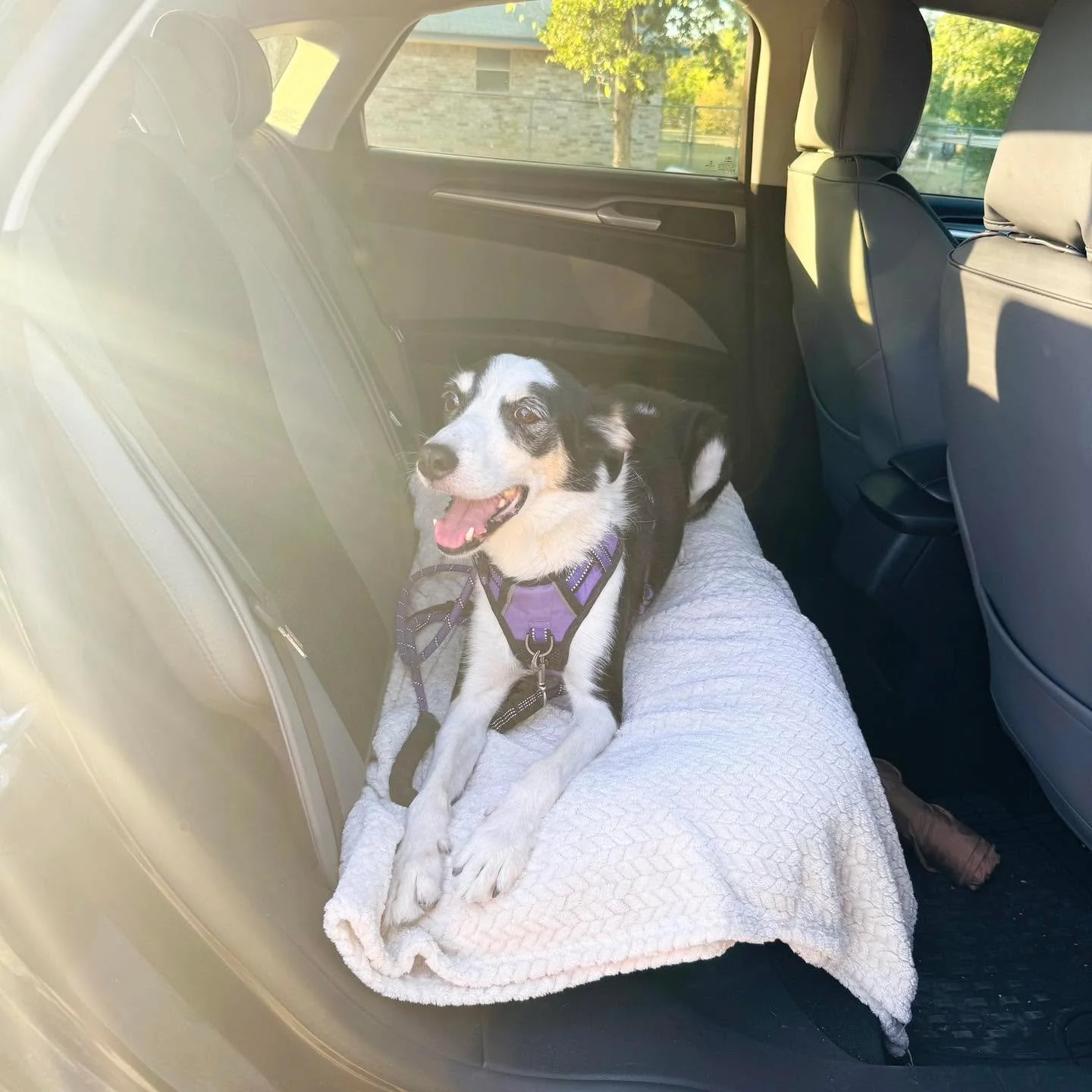 Exciting news for Pixel! After a whole year looking for a home of his own he has officially been adopted! Pixel is officially a spoiled only dog with 5 acres to play on and all the attention of his new owner. 

#adoptapet #petcolovepartner