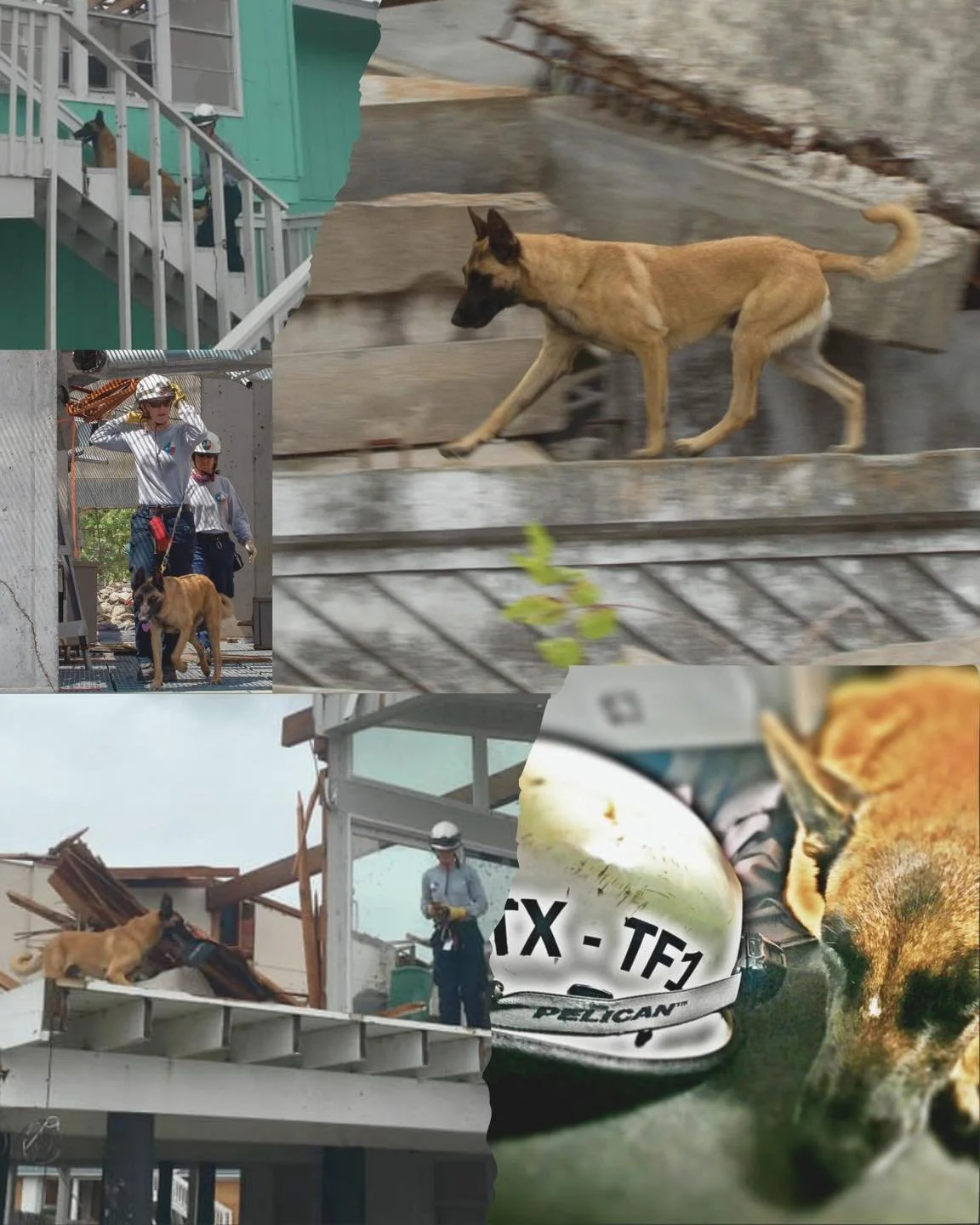 We are heartbroken to announce the passing of retired K9 Rogue. 

Rogue was one of the original Shelter to Search pups, going from homeless at City of San Antonio Animal Care Services to a dedicated search canine with Texas A&amp;M Task Force 1 from 