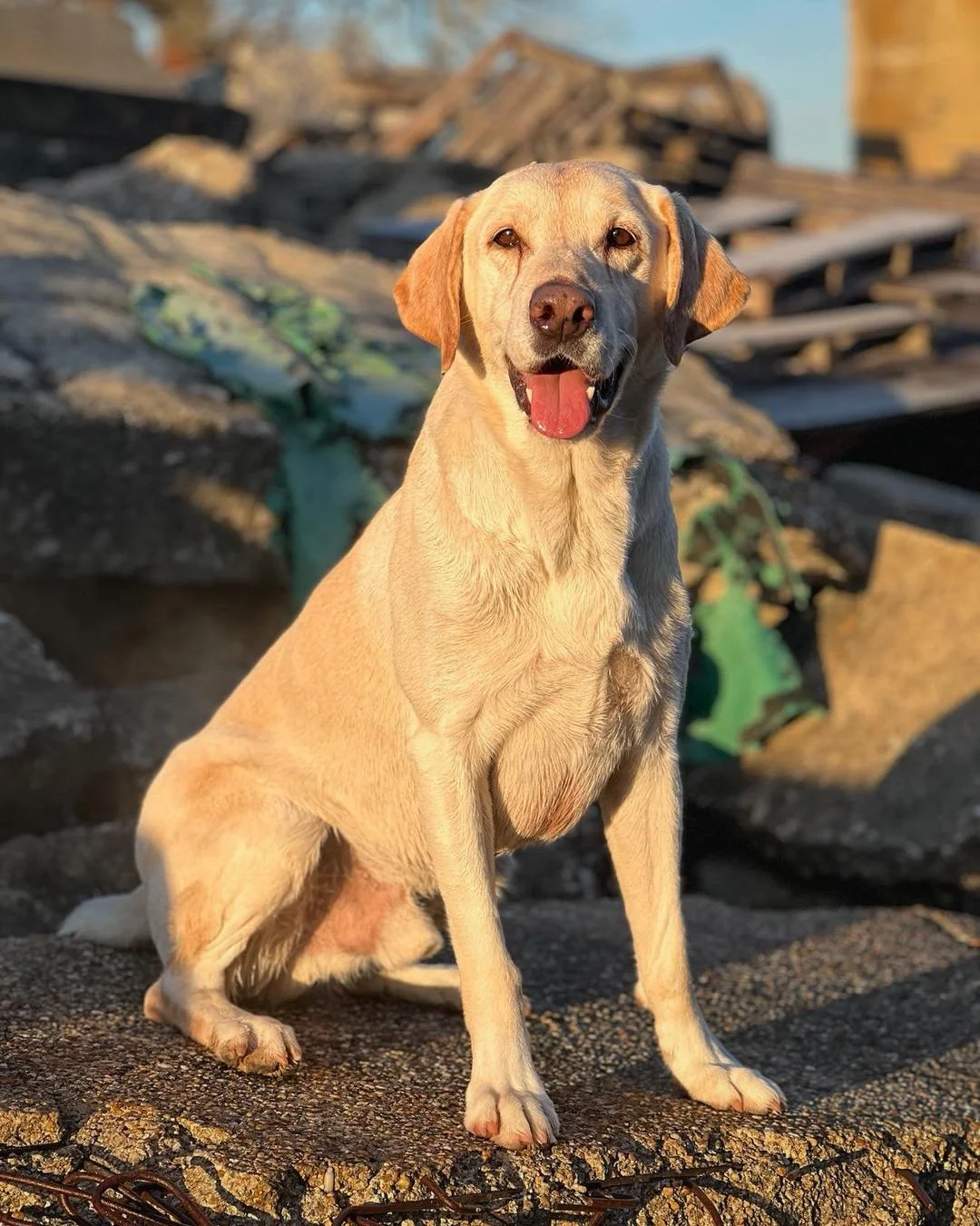 We are super excited to announce Shelter to Search alumni K9 Canyon is being honored as ASPCA&rsquo;s Dog of the Year! He is being recognized for his service as a human remains detection dog supporting search operations after disasters from the Maui 