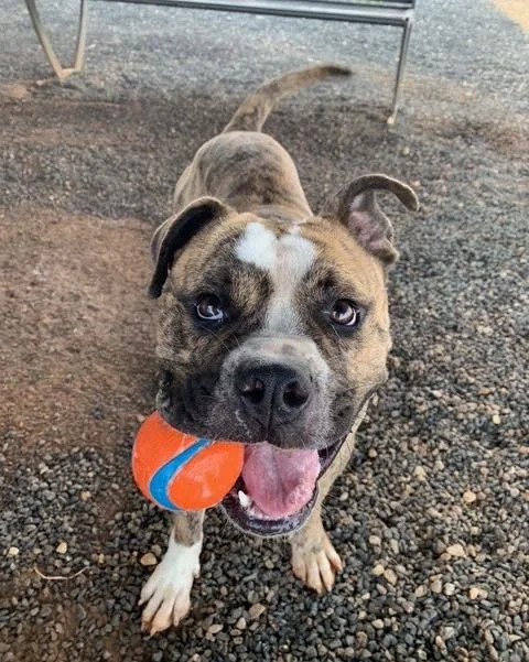 Welcome Blu to the Shelter to Search program! This handsome fellow joined us from Atascosa County Animal Control. Their awesome staff recognized his potential and reached out about getting him screened. He proved he&rsquo;s confident, social, and hig