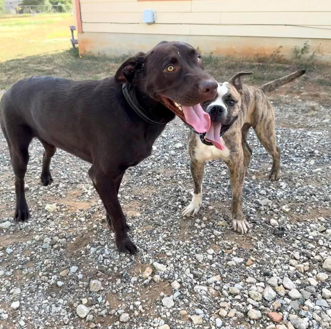 Don&rsquo;t let the heat keep you from spending time with your friends. Blu and Bruno burning off some energy with some wrestling this evening.