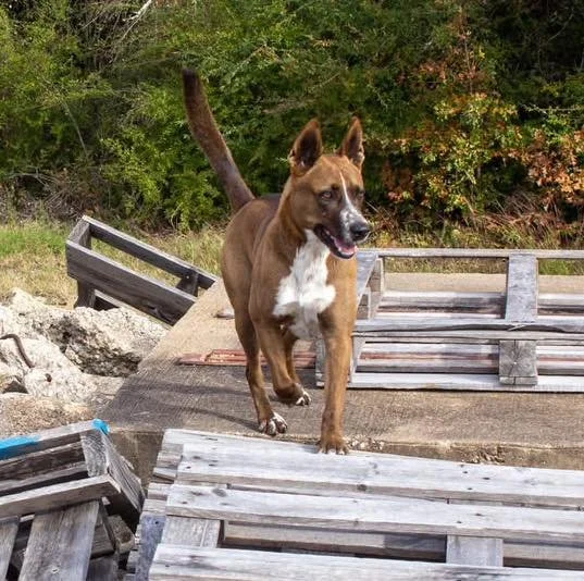 We are heartbroken to announce the passing of K9 Taz. Taz was rescued from the streets of San Antonio by God's Dogs Rescue before joining the Shelter to Search program in 2018. He&rsquo;s been loving his life as a search dog and giving back to his co