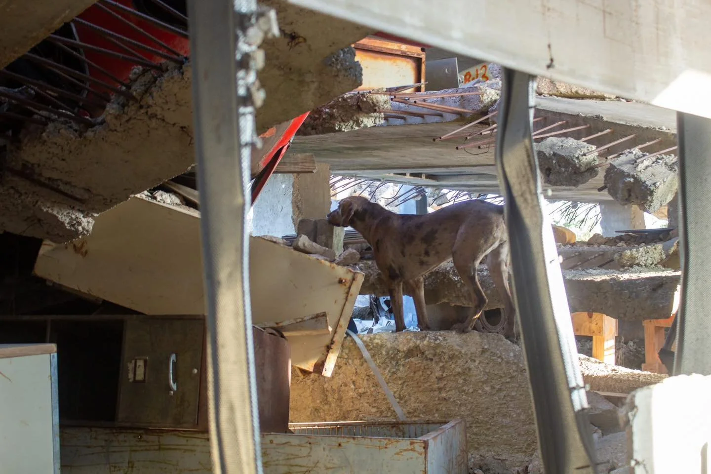 CAT5 Alumni Pferal, Canyon, and Alley along with their Texas A&amp;M Task Force 1 teammates Tilley and Finn ran a challenging training problem on the rubble pile that is in the middle of a rebuild. Their training aids were set out a day before traini