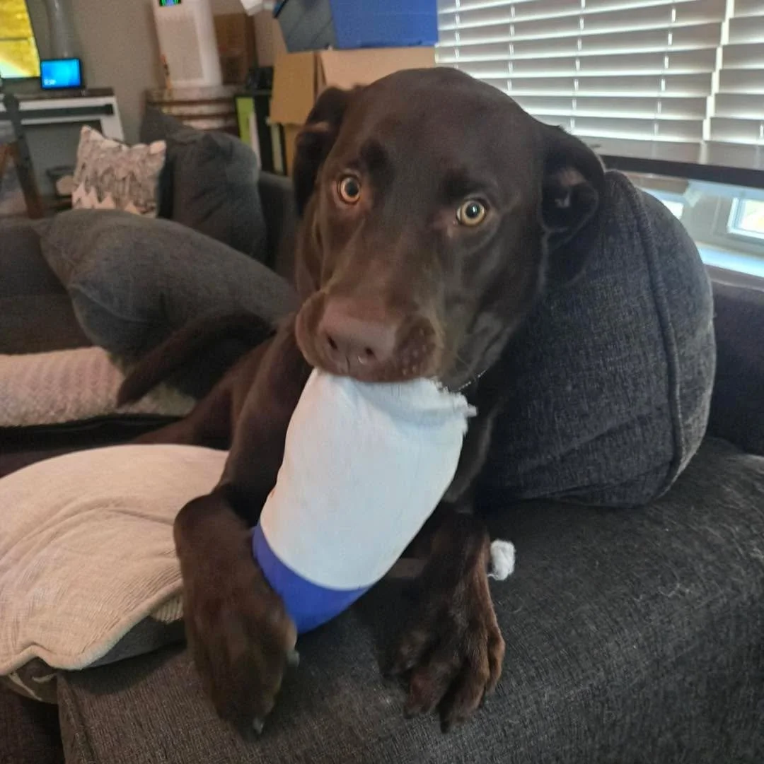 Exciting news! Bruno, now named Duke, has been adopted and is loving life with his new family. He may not have wanted to be a search dog but he&rsquo;s loving fetch with his new human brothers and playing with his four-legged sister. Congrats Duke!