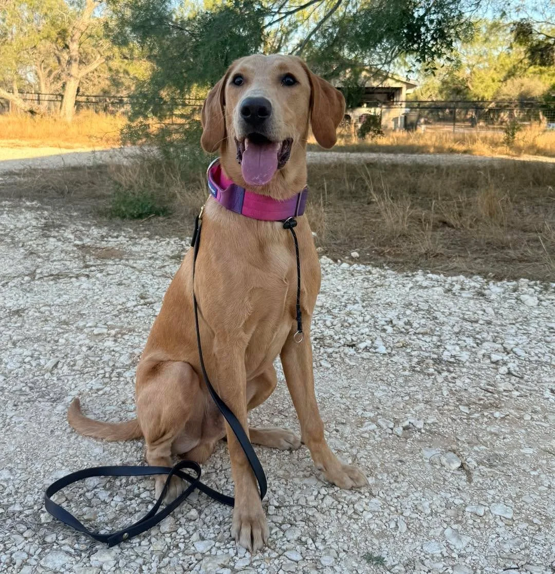 Introducing Finnigan! This handsome boy joined us after his owner and trainer realized he might need a bigger outlet than pet life. He will be staying with us while he finishes growing and figures out what kind of job he might like in the future. 

W