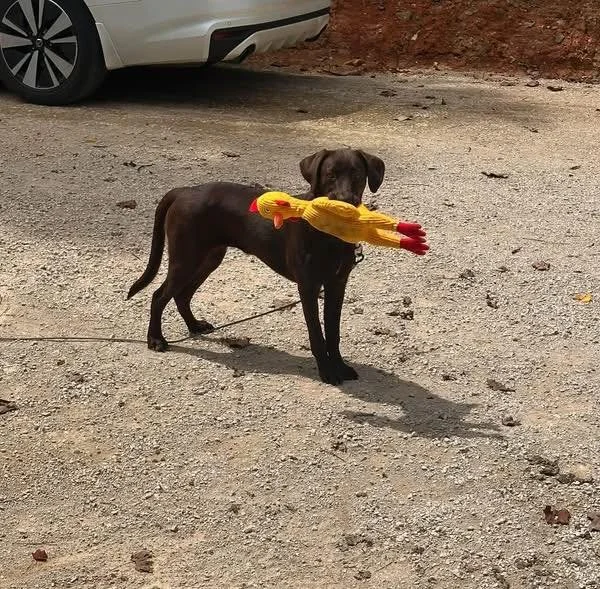 COURTESY POST
Rockford, TN - Private Rehome

Millie is an almost 1yr old chocolate labrador retriever. Her owners were kind enough to drive her to a friend of our program for screening. Millie does not have enough toy drive for our program and does h