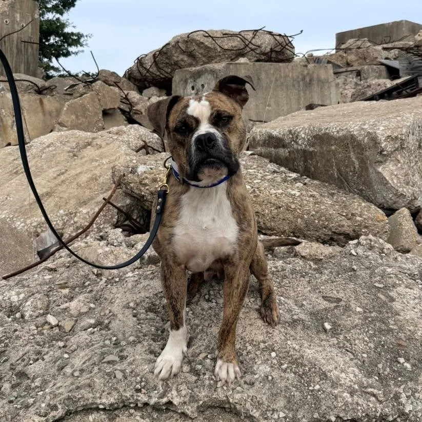 Shelter to Search pup Blu officially passed screening for Texas A&amp;M Task Force 1! Originally picked up as a stray by Atascosa County Animal Control, now he will be training for urban search and rescue (USAR).