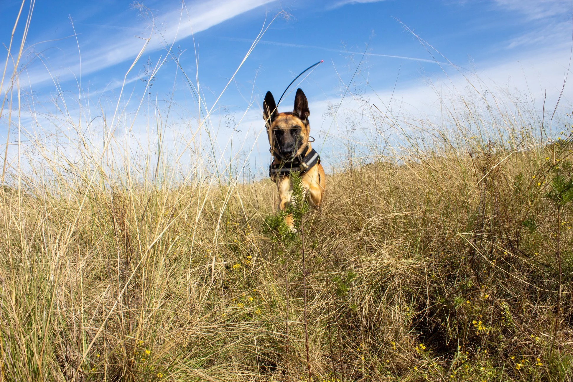 The Critical Role of Wilderness Training in USAR K9 Readiness