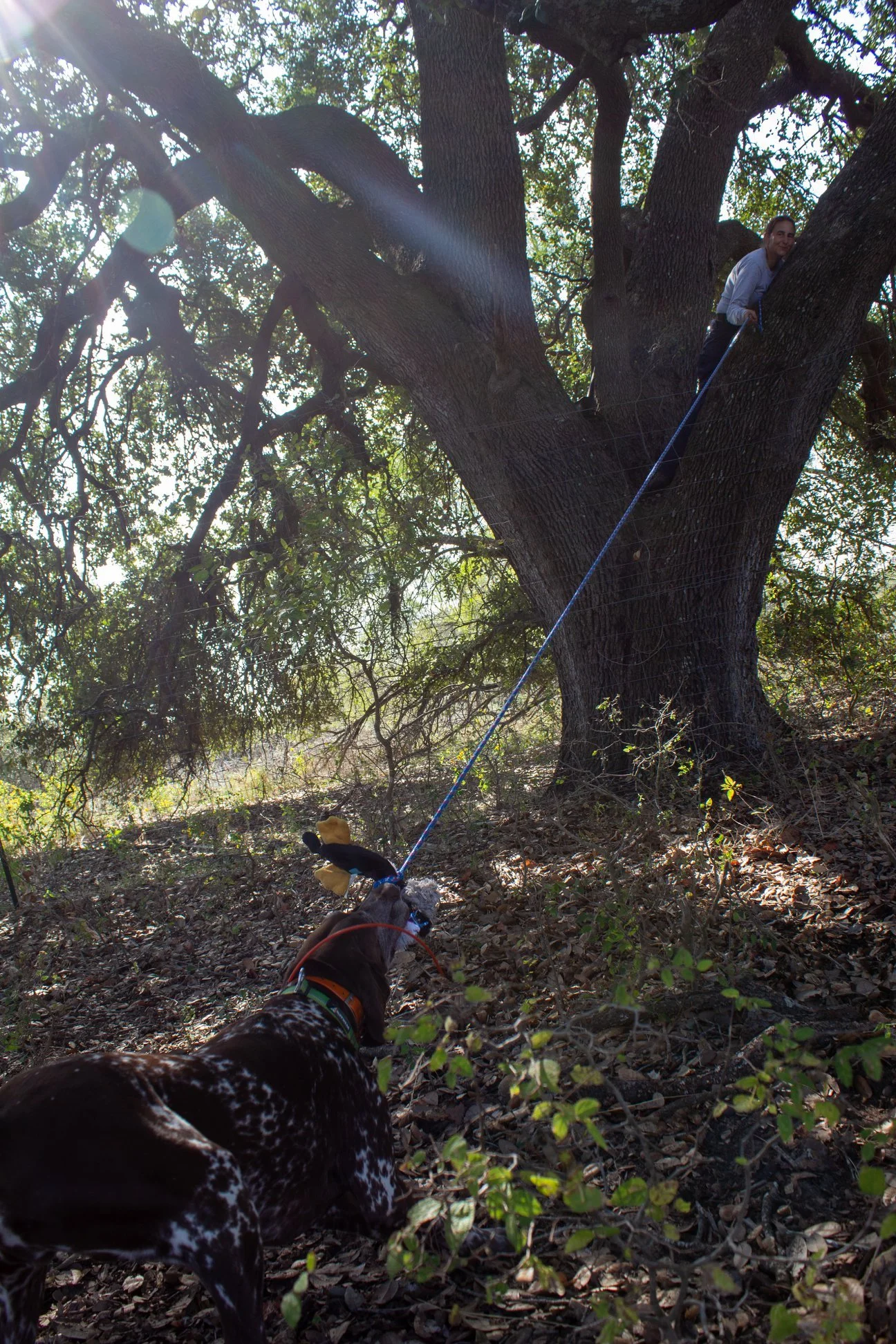 Person hiding in a tree rewarding a GSP with their toy after wilderness search and rescue training