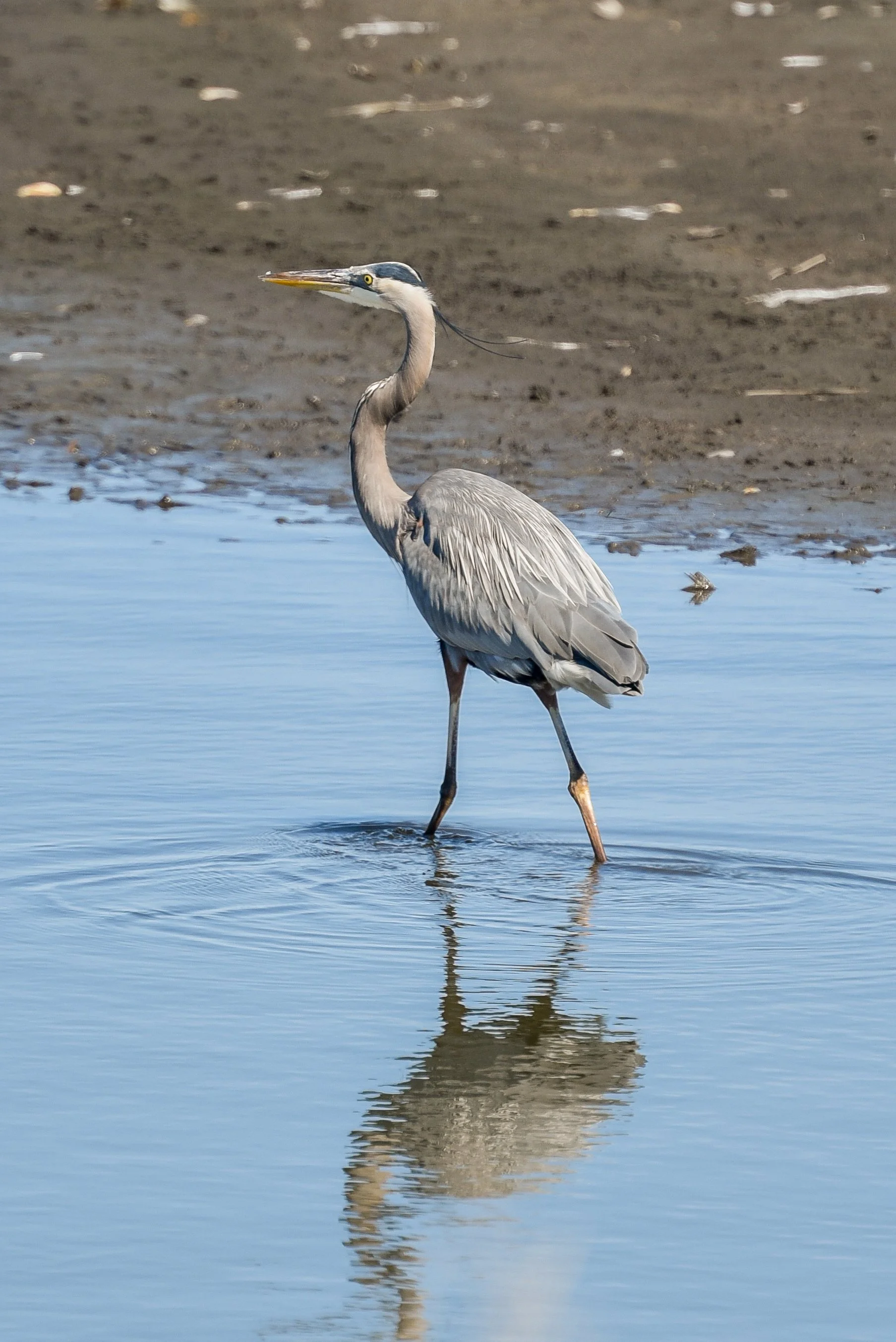 DSC_6650.jpg