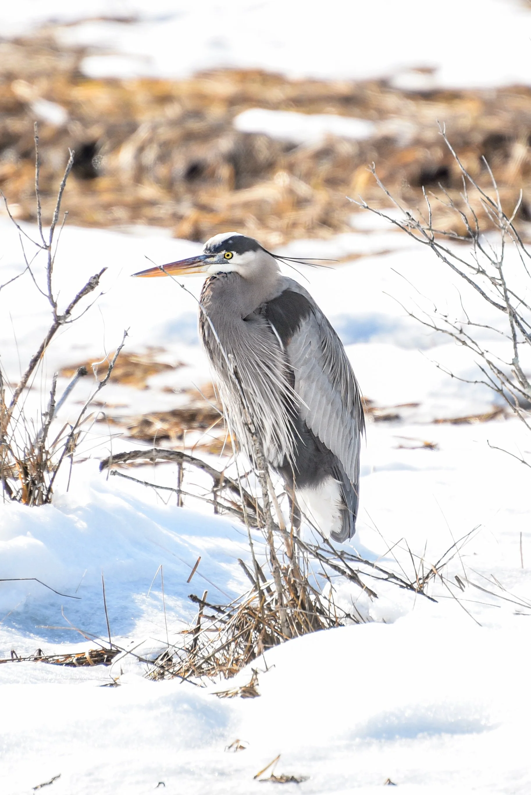 DSC_4909.jpg
