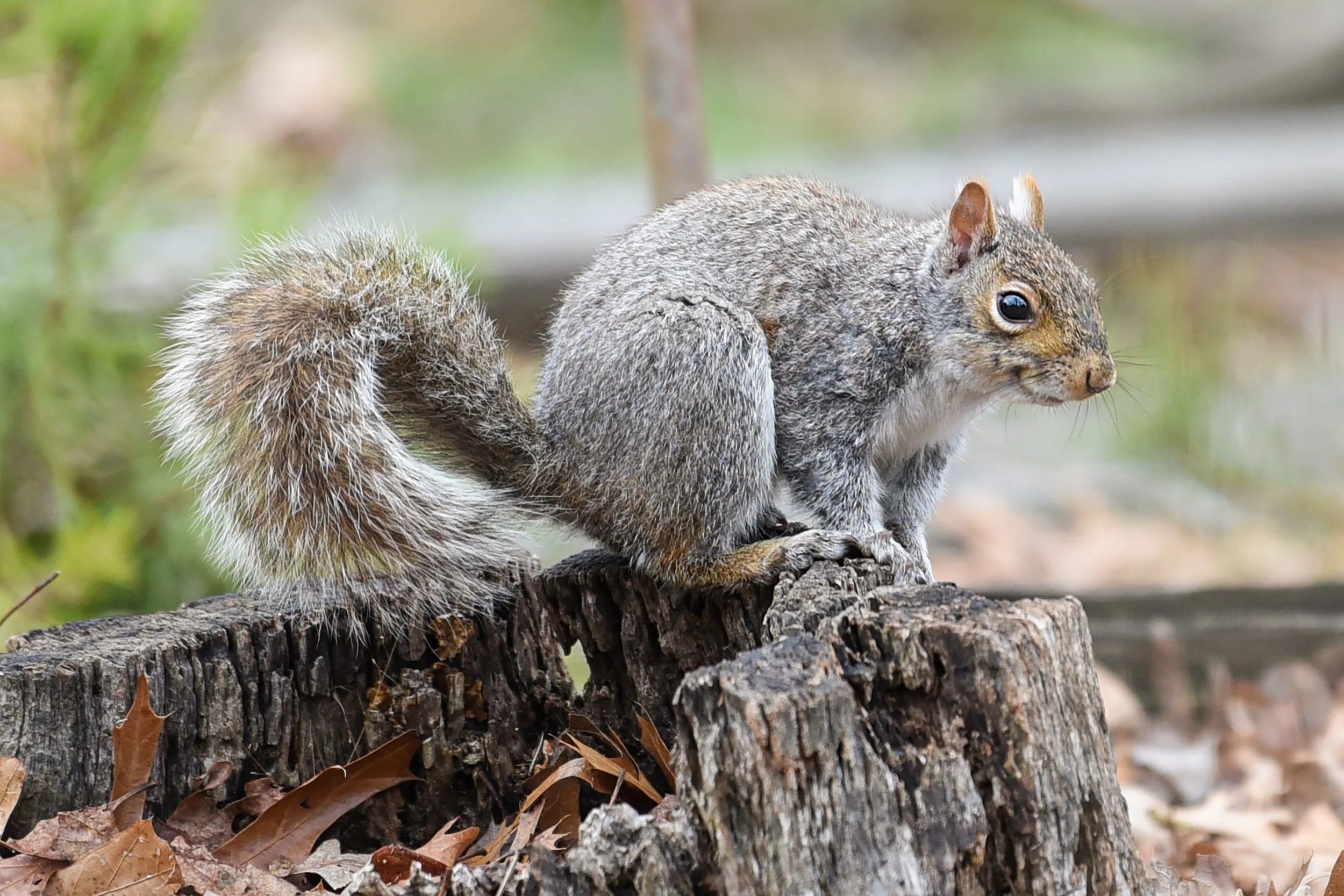 DSC_7307.jpg