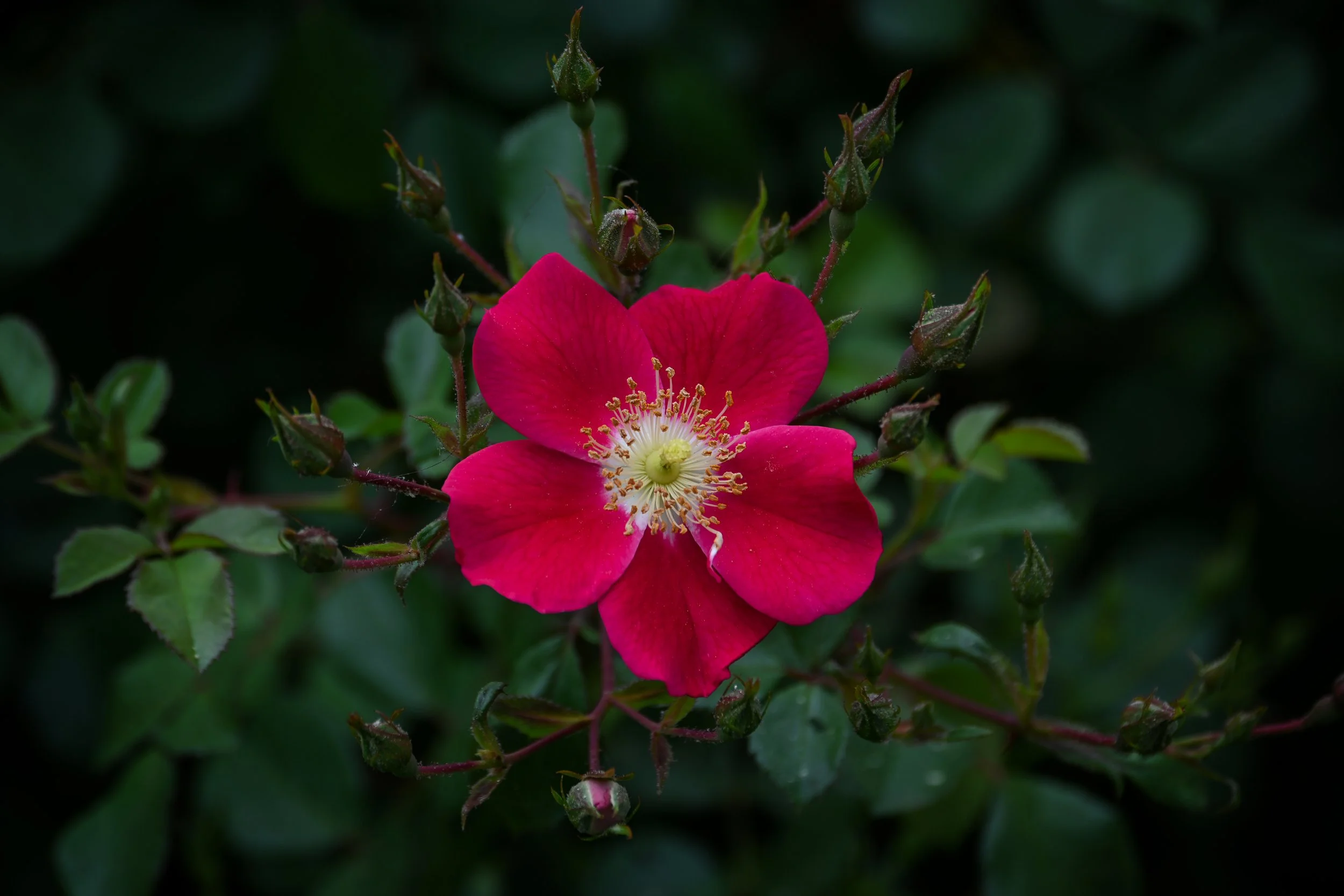 DSC_3957.jpg
