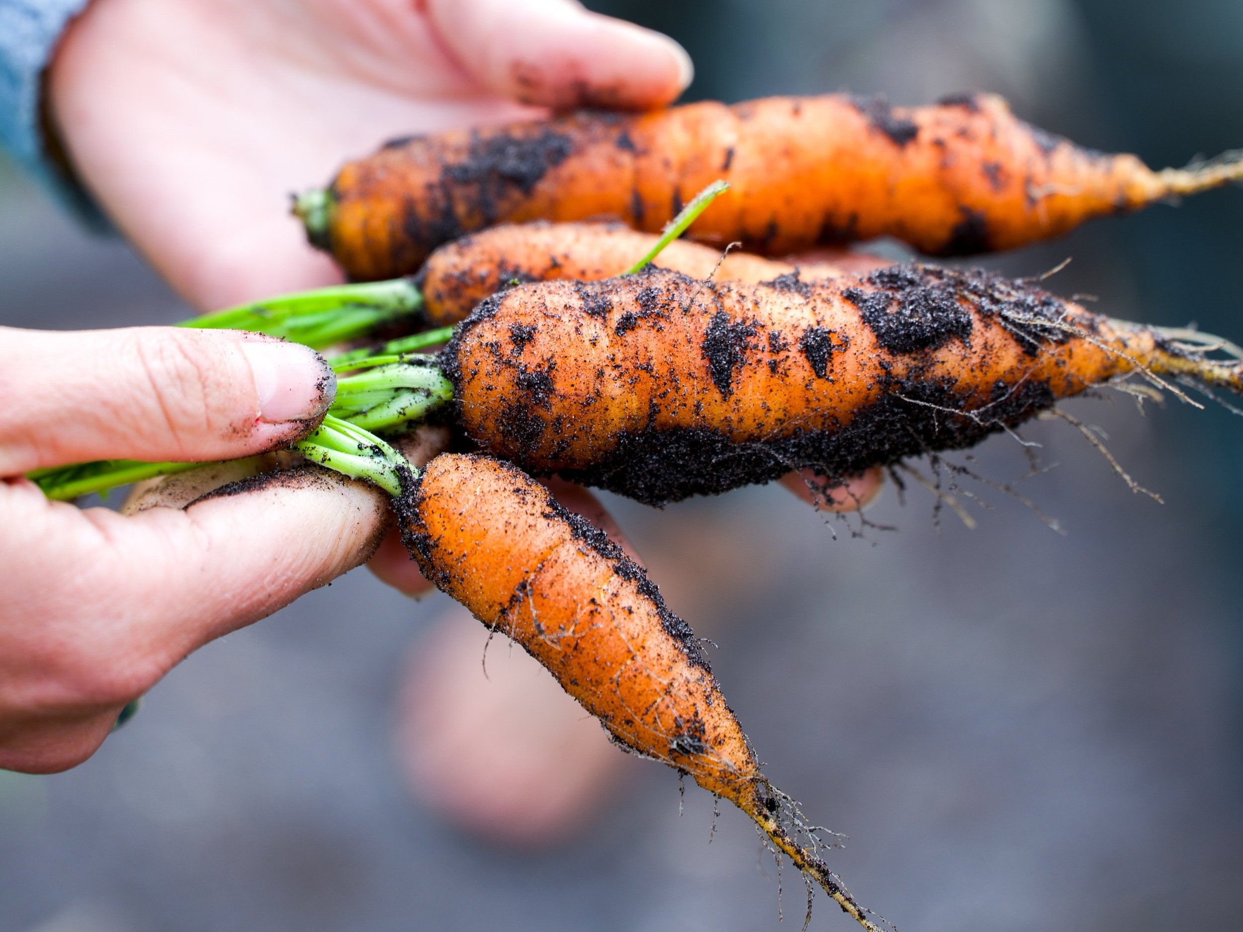 Planted in Purpose: Farm Tour & Tasting
