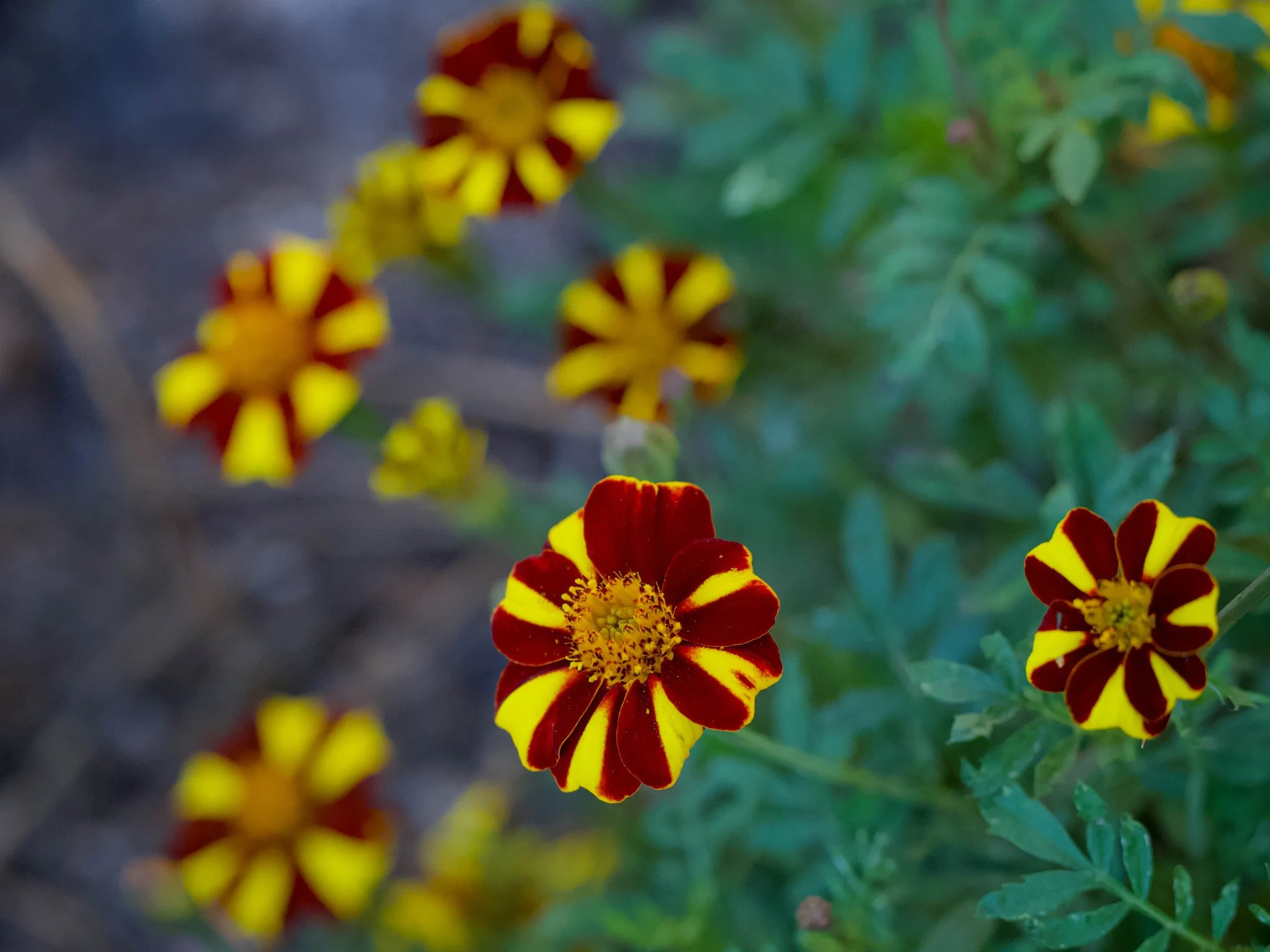 Mindful Mondays: A donation based grounding garden ritual with the Roaming Petal