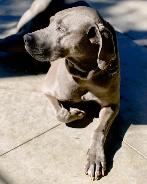 Homemade Dog Food class 