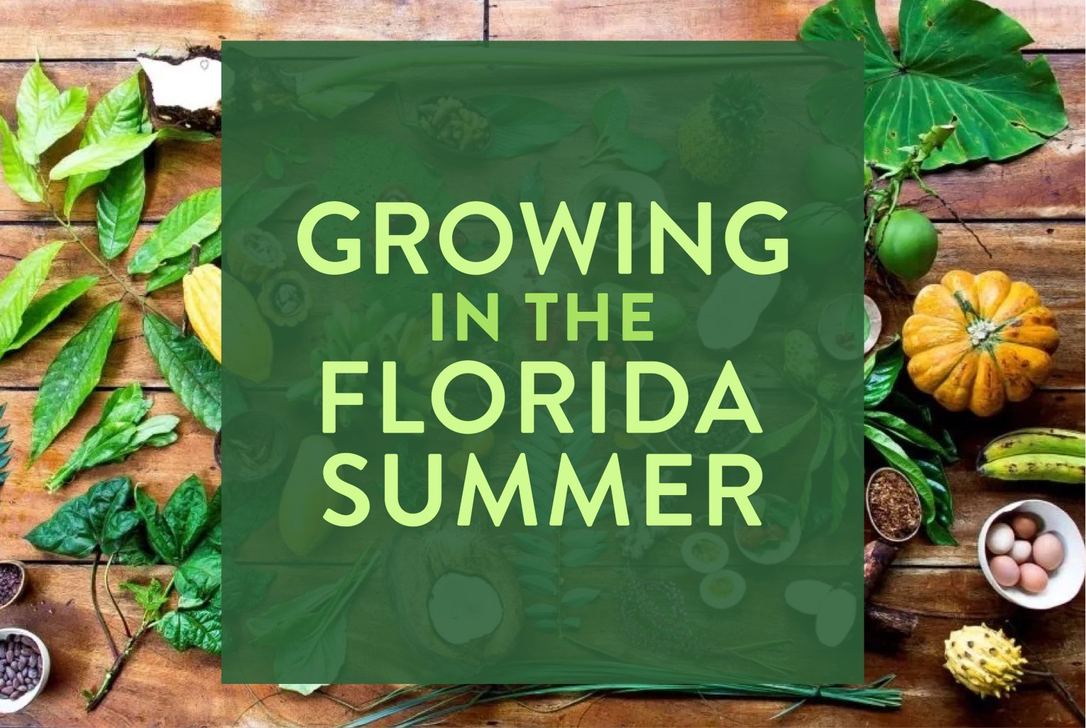 Abundant Summer Gardens —&nbsp;Growing with the Seasons&nbsp;Workshop Series PART #1: Growing in the Florida Summer