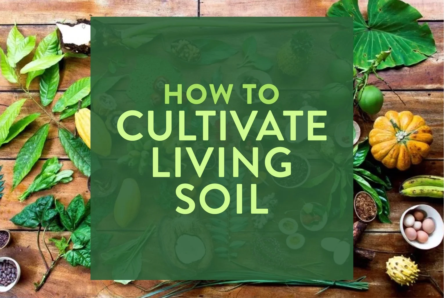 Abundant Summer Gardens —&nbsp;Growing with the Seasons&nbsp;Workshop Series PART #2: How to Cultivate Living Soil