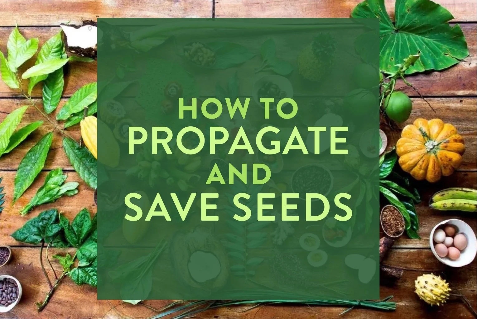 Abundant Summer Gardens —&nbsp;Growing with the Seasons&nbsp;Workshop Series PART #5: How to Propagate &amp; Save Seeds