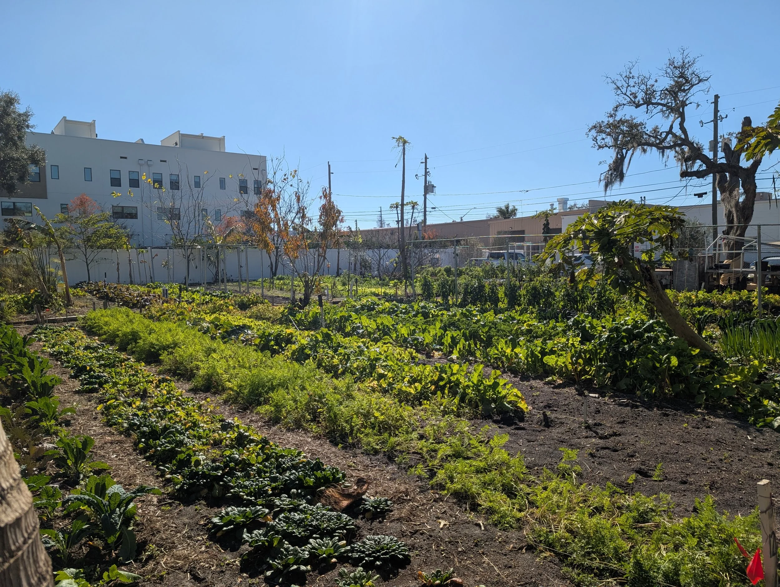 Understanding Healthy Soil Gardening Class w/ Emmanuel Roux