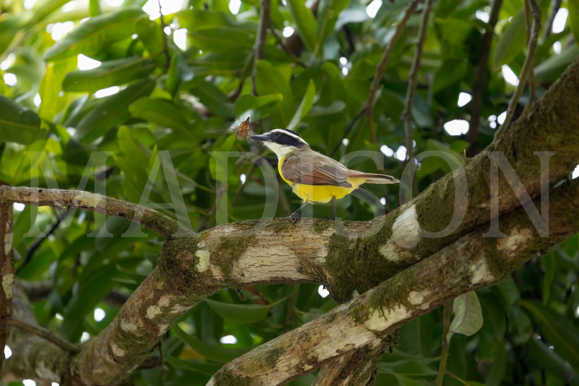 Kiskadee's Snack