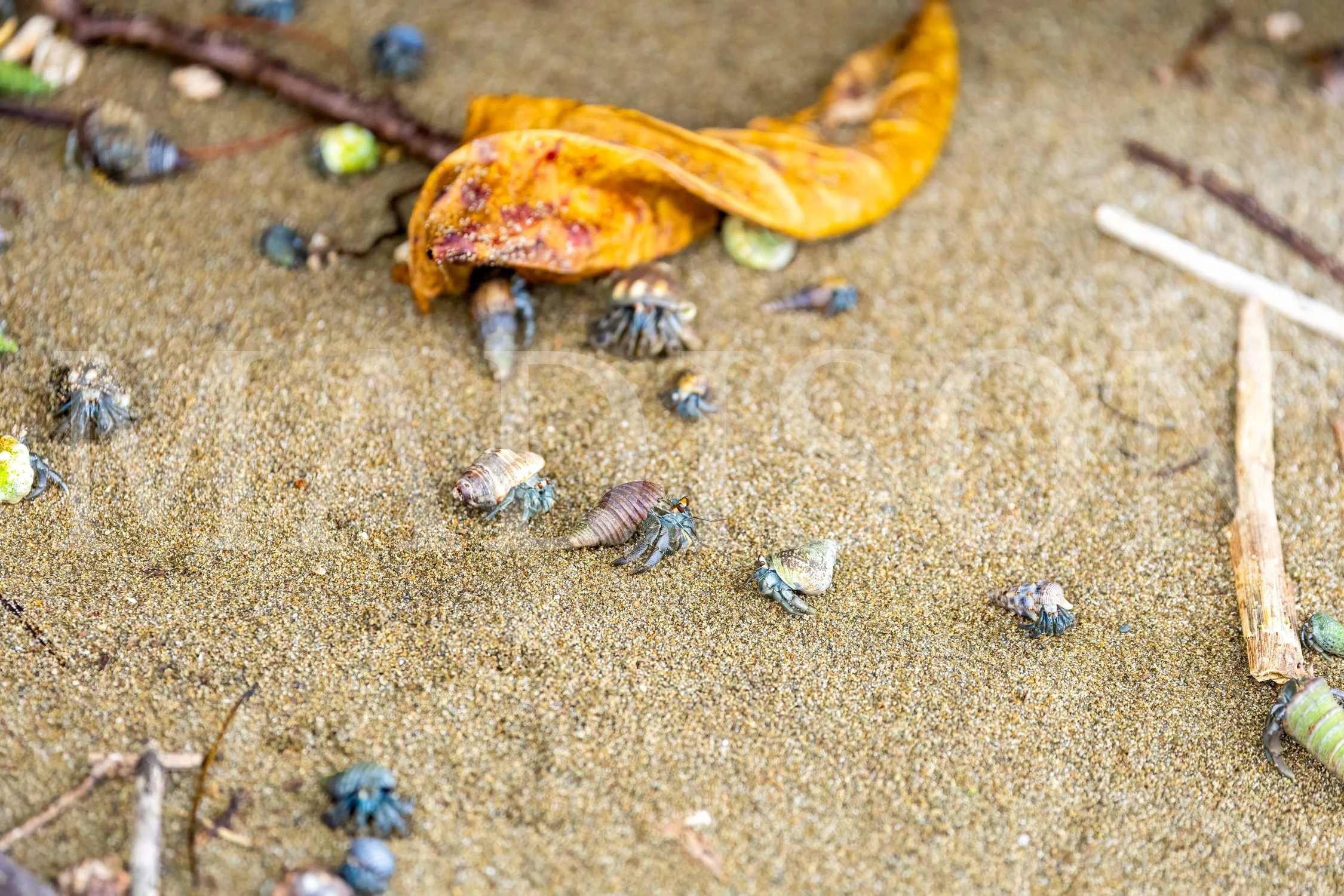 Tiny Travelers