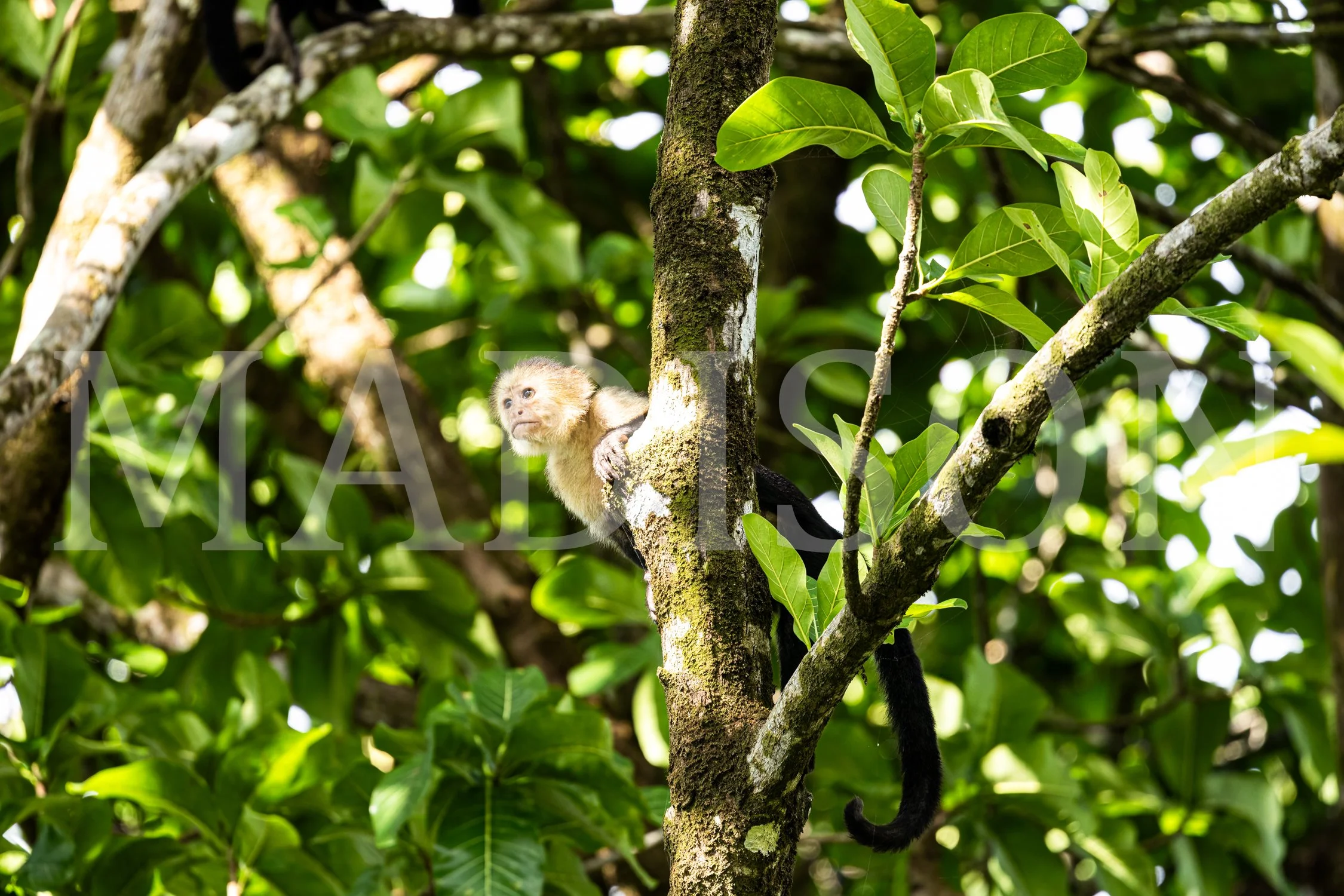 Sunlit Monkey