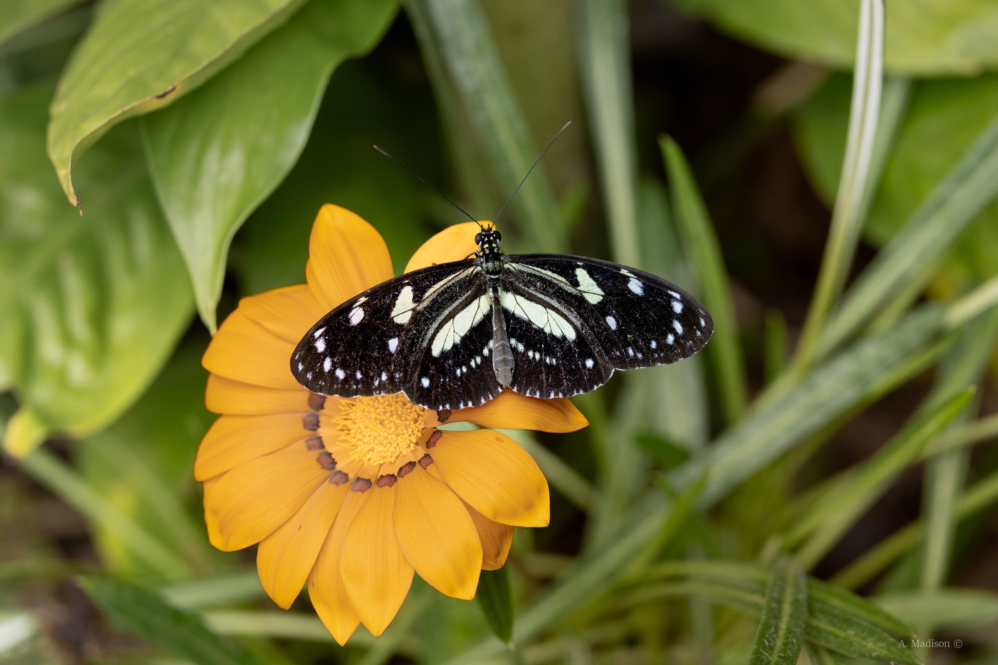 Zebra Longwing