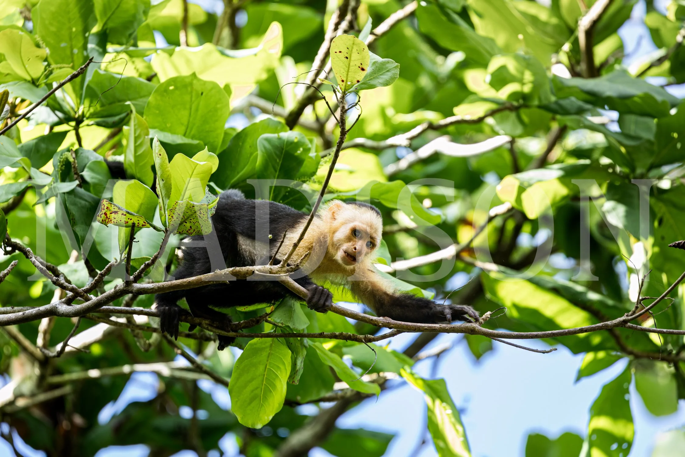 Monkey In The Leaves