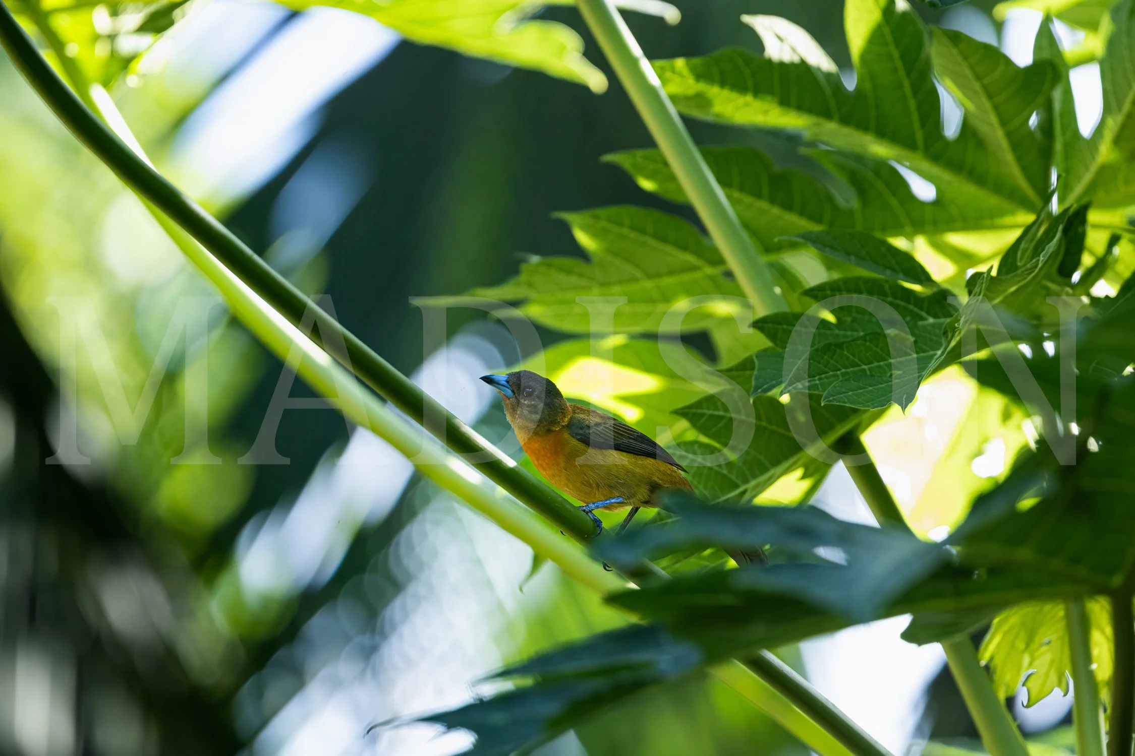 Passerini's Tanager